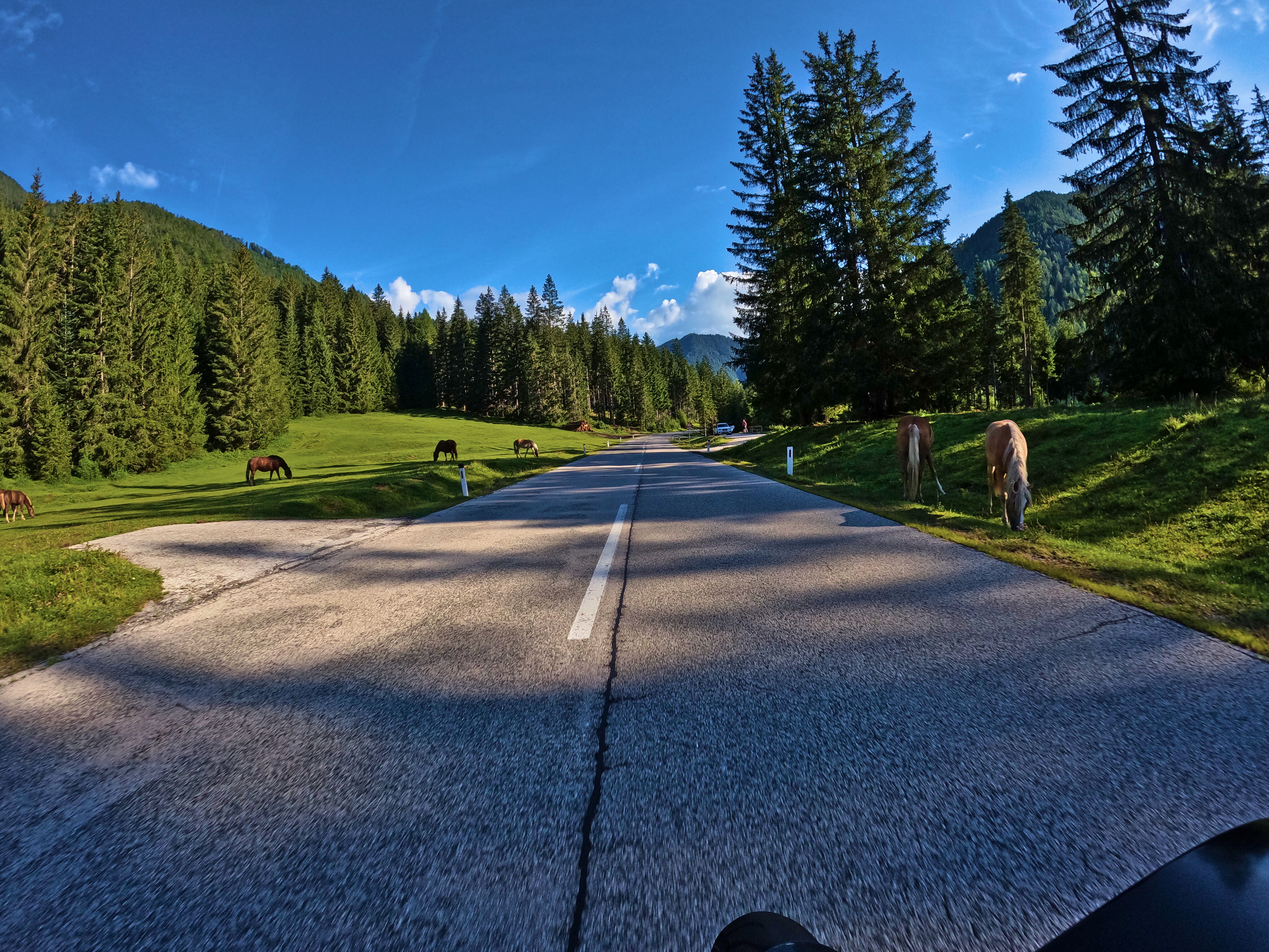Pferde brav am Straßenrand