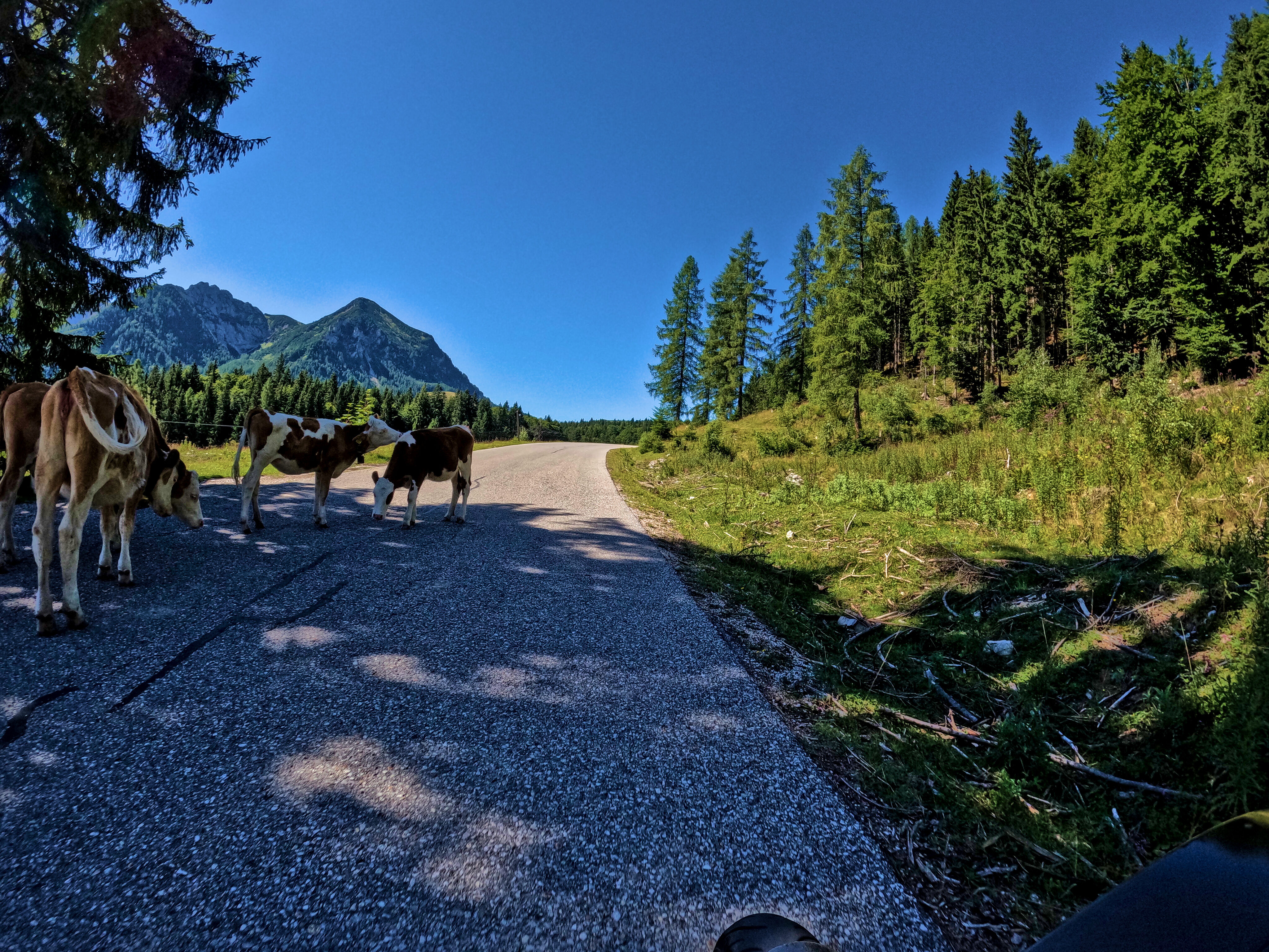 &hellip; und dann an ein paar Kühen vorbei.