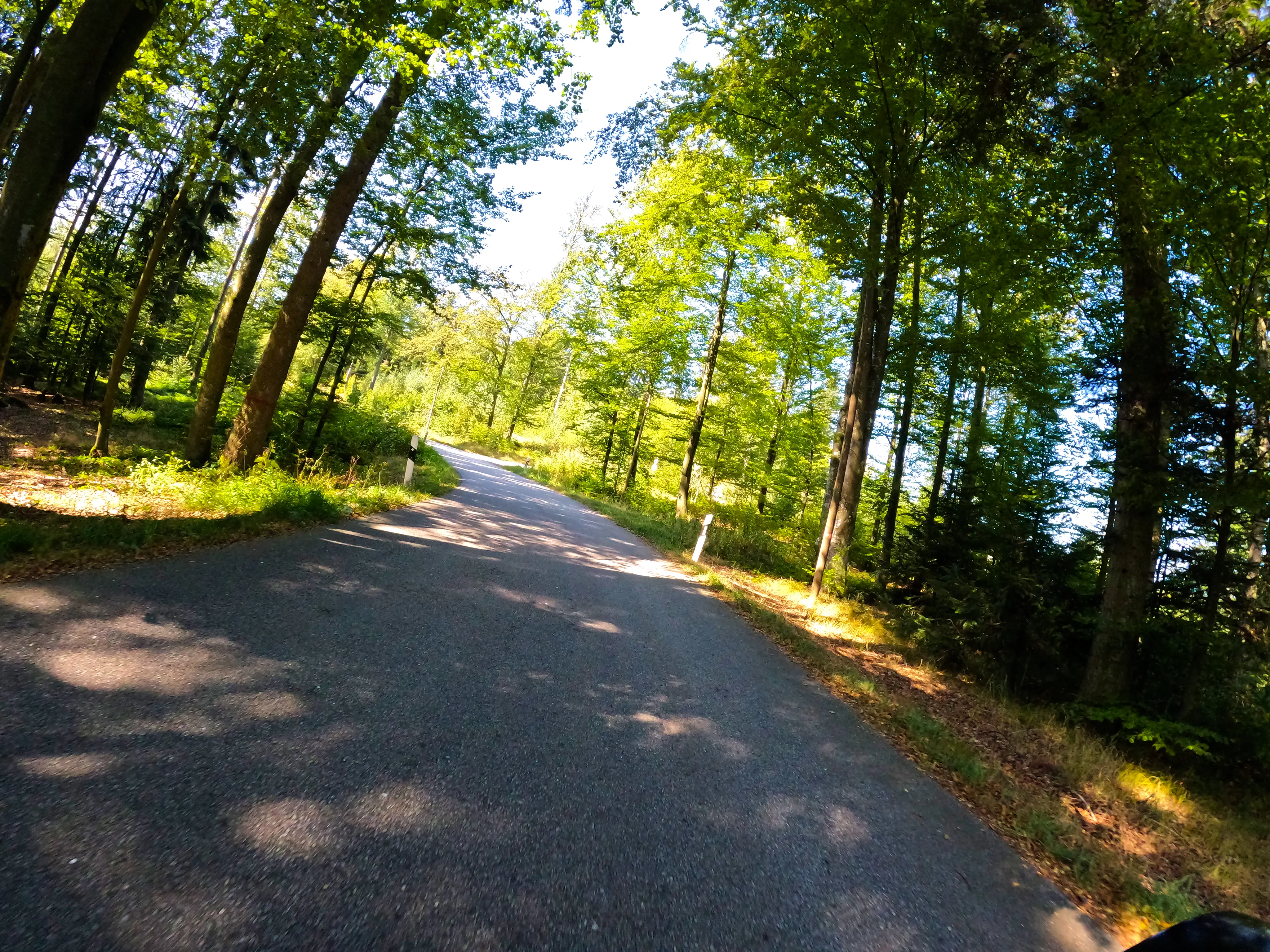 Weiter durch den Wald