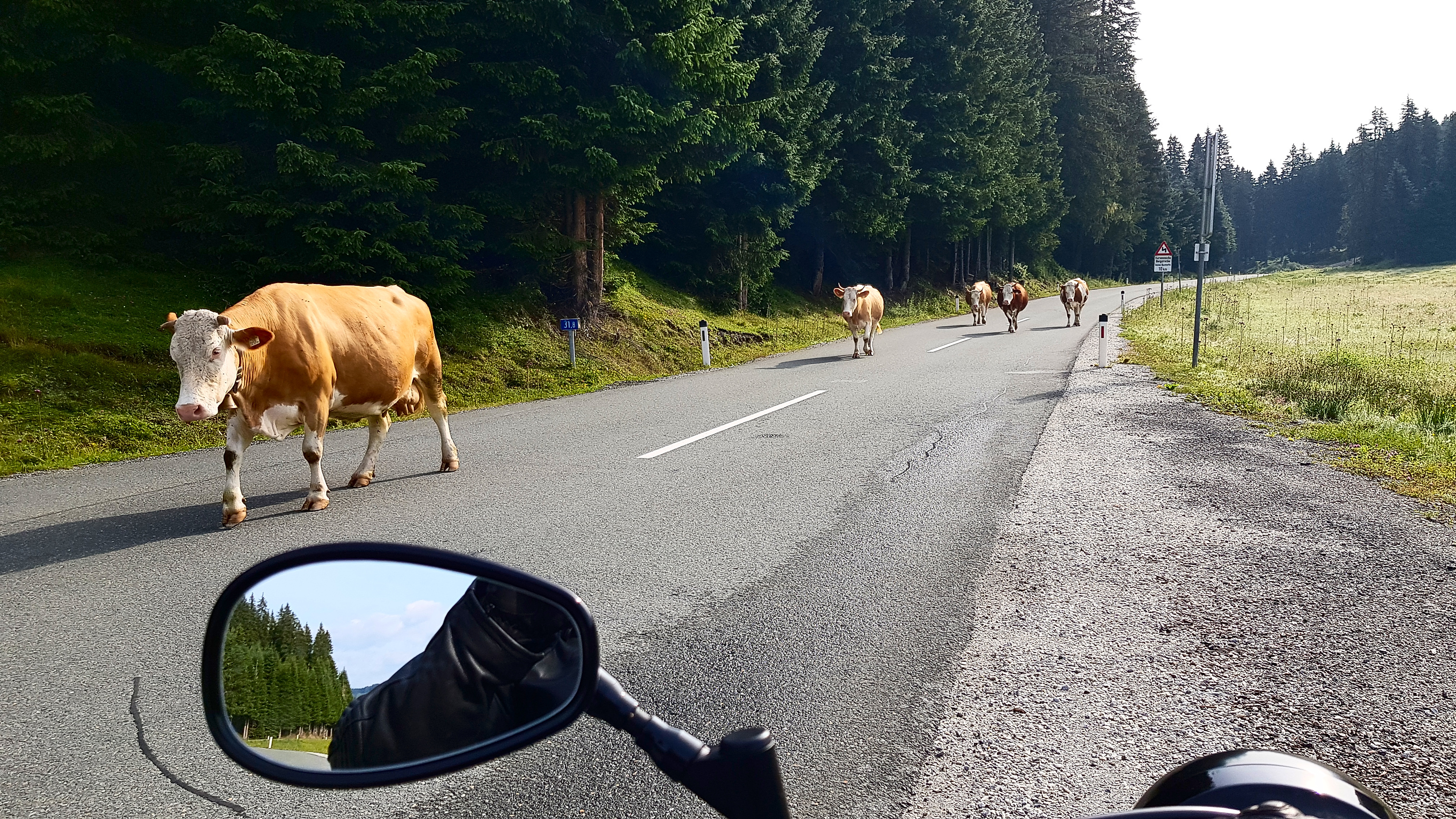 Kühe auf der Gerlosstraße