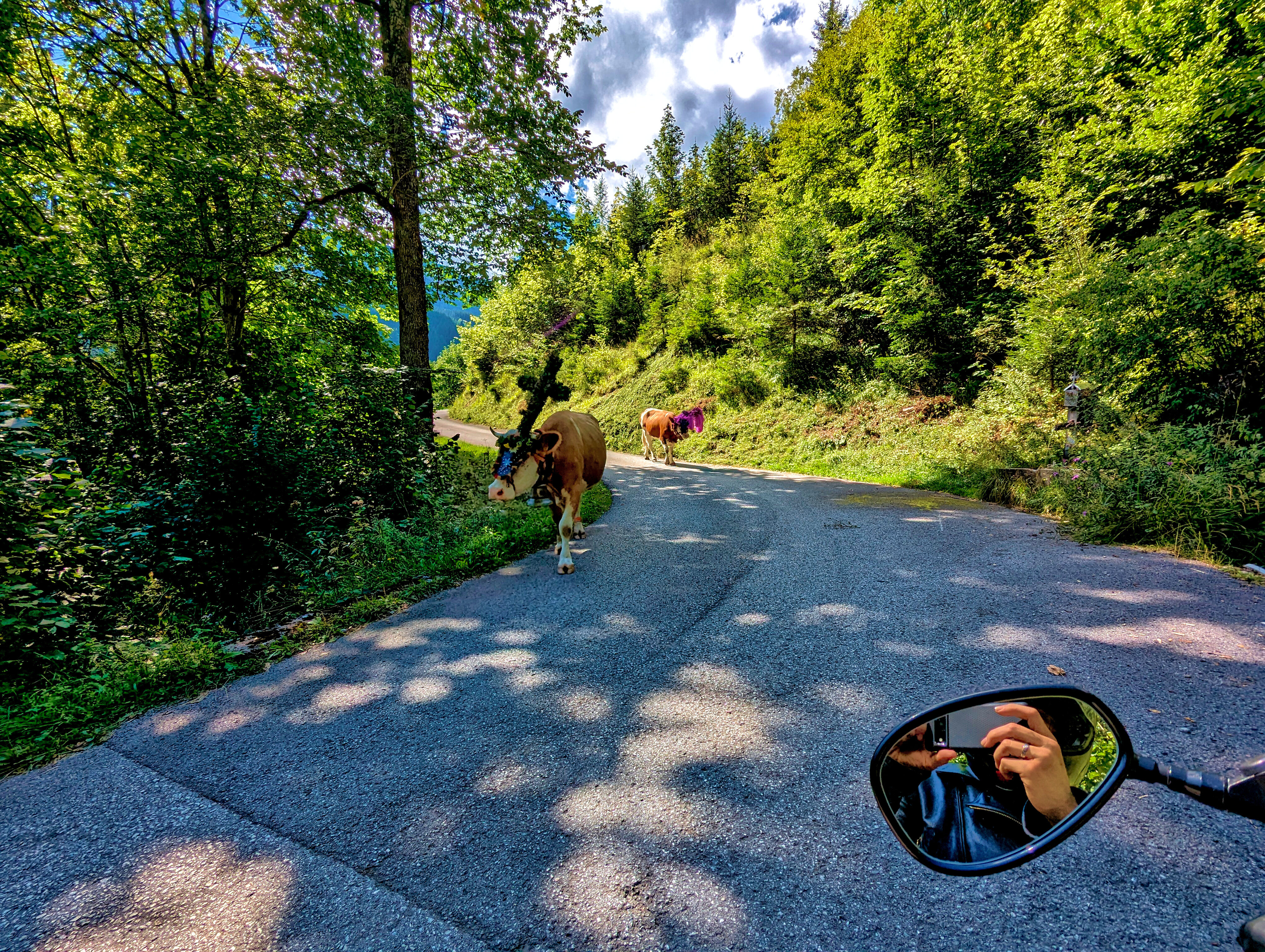 &hellip; aufgrund von Kühen auf der Straße.