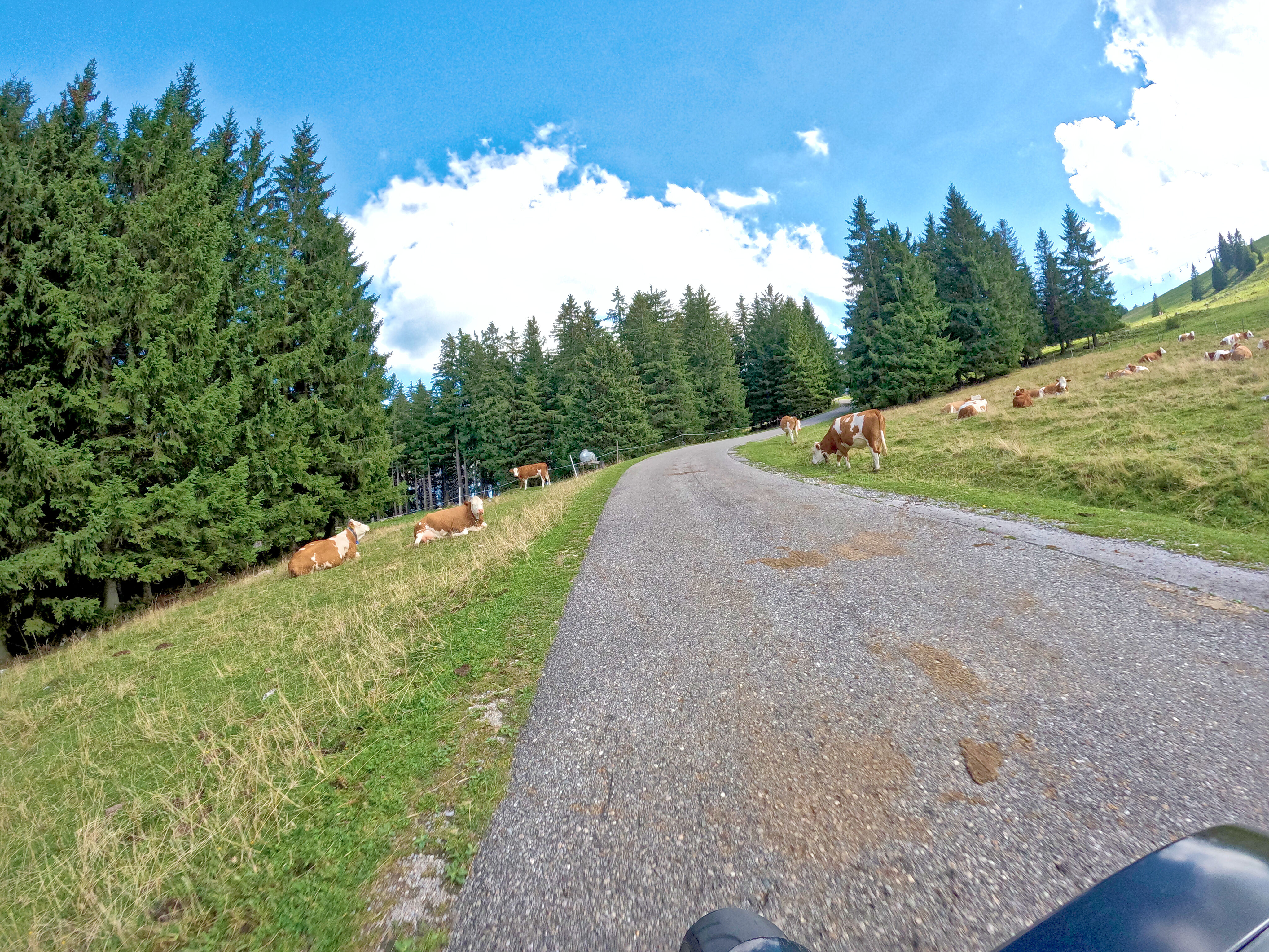 &hellip; an vielen Kühen.