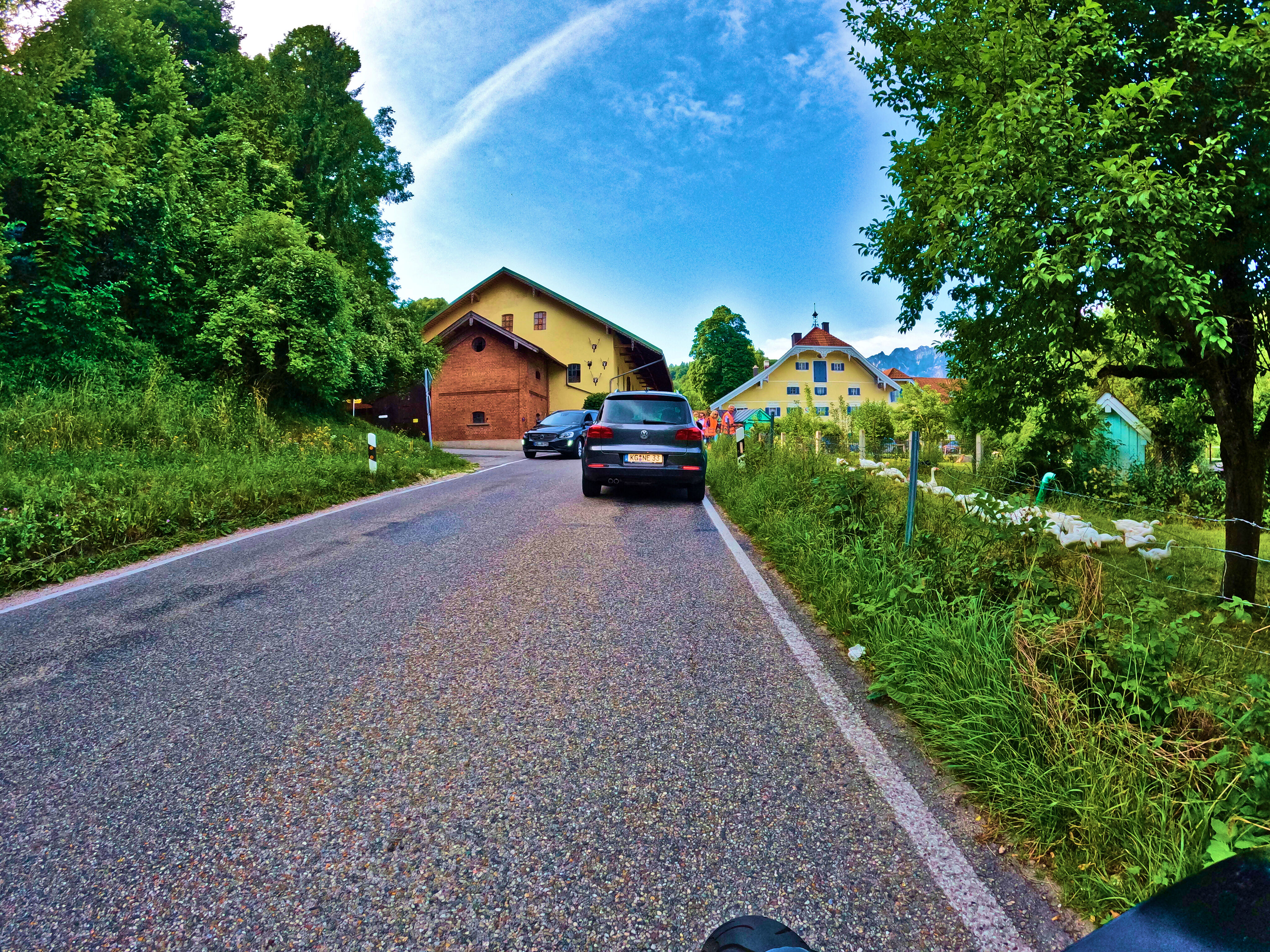 Stau durch Gansquerung