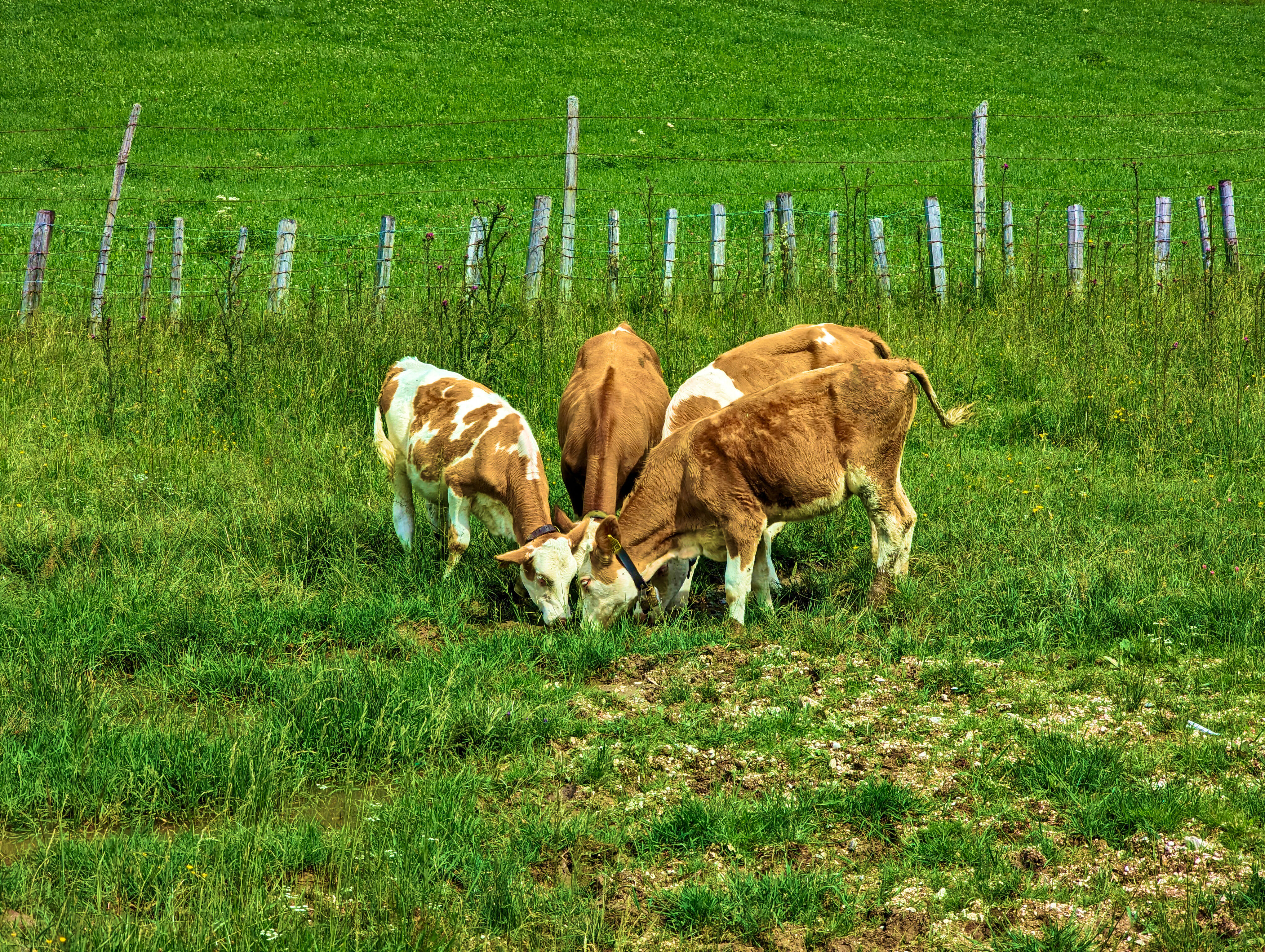 Junge Kühe &hellip;