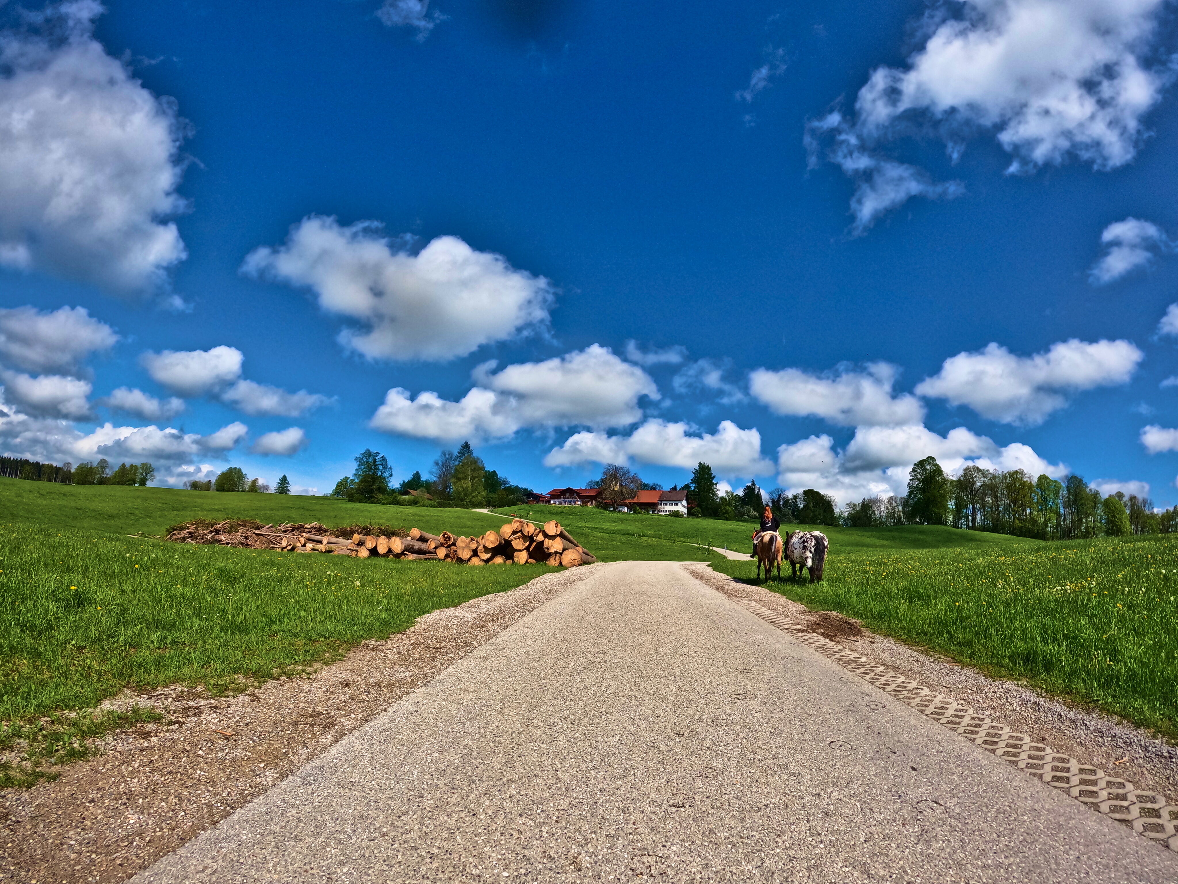 Zwei Pferde, ein Reiter
