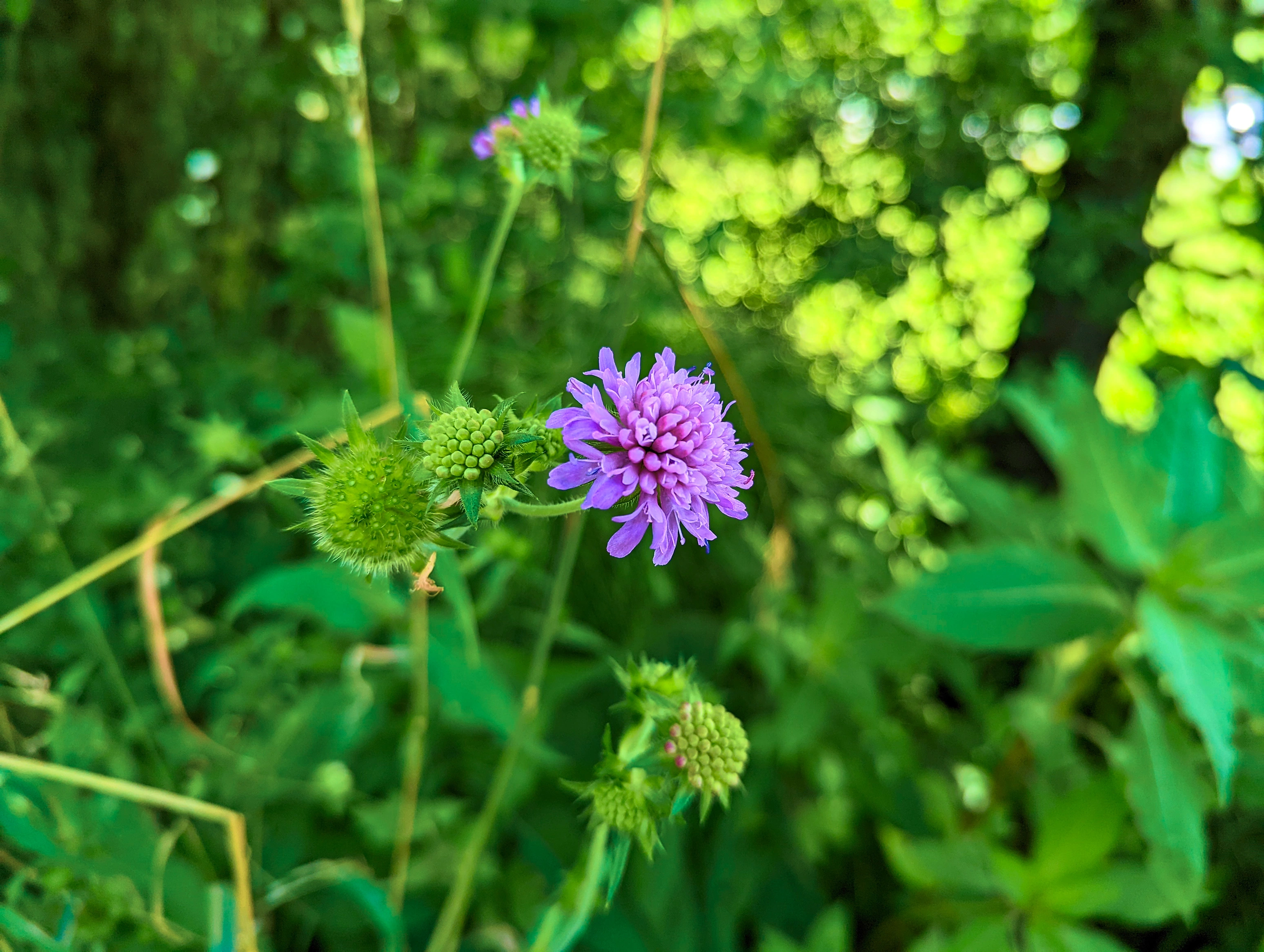 Blümchen am Straßenrand, &hellip;