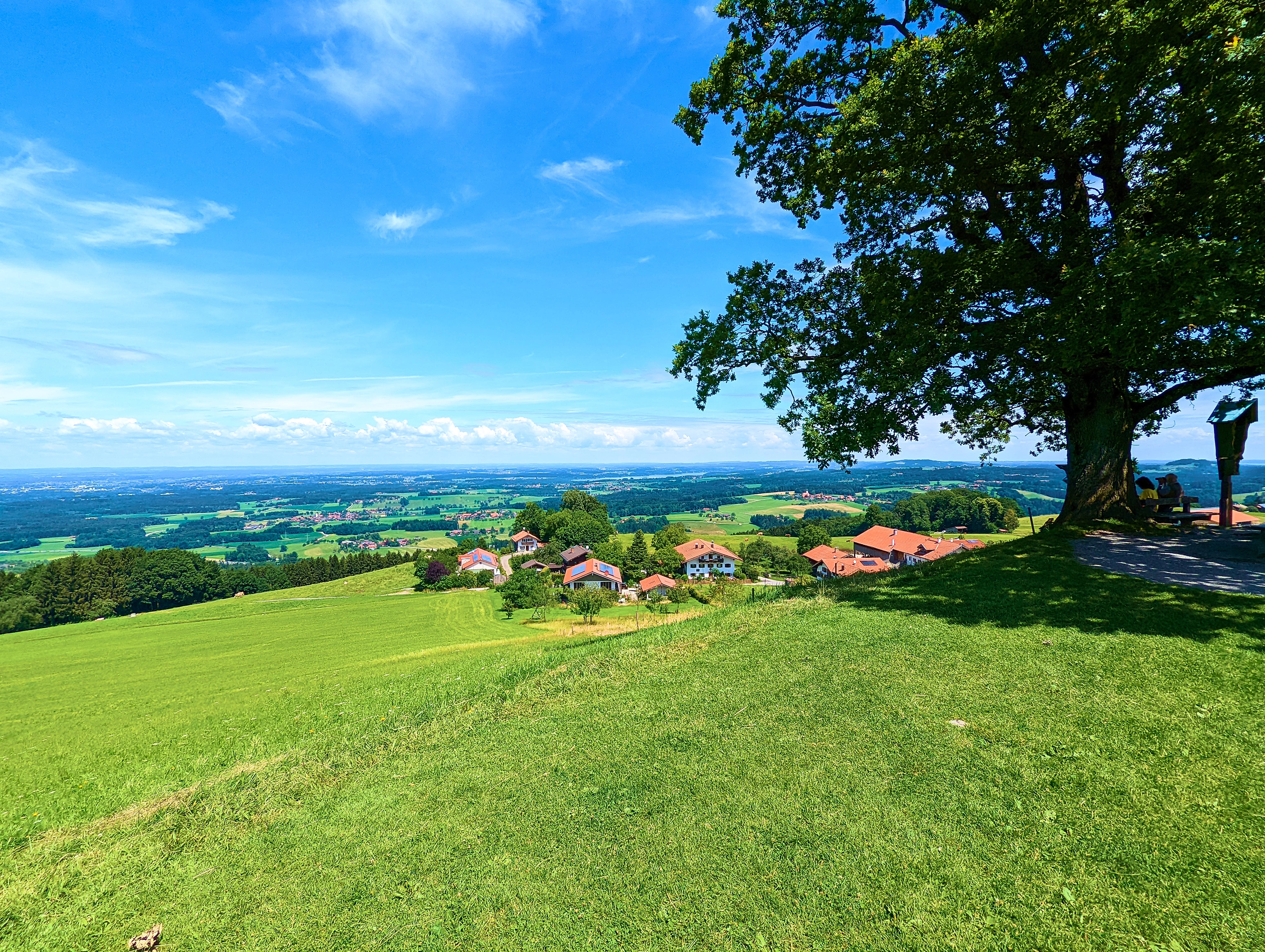 Ausblick Luitpoldeiche