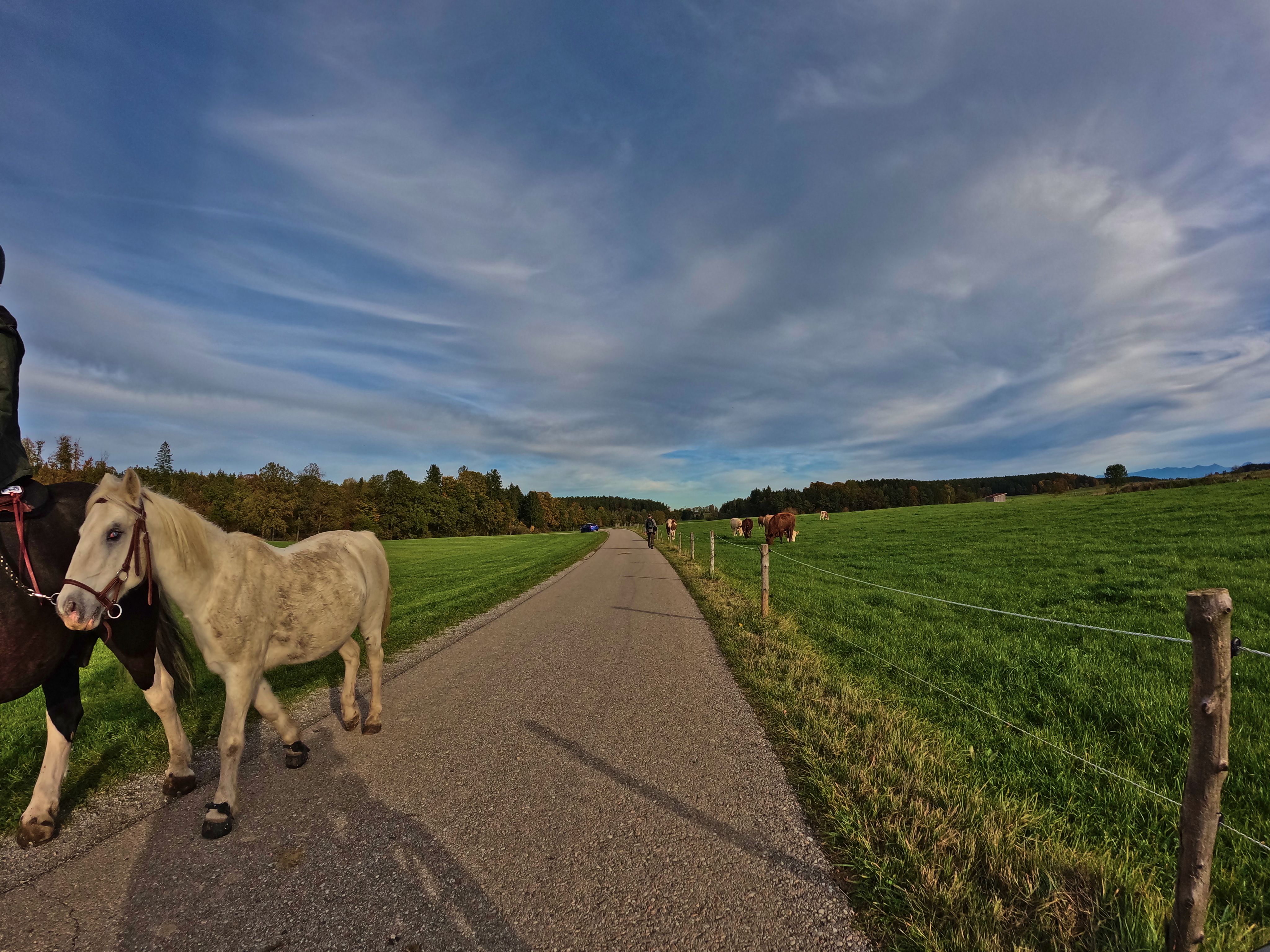 Kleines Pferd neben großem Pferd