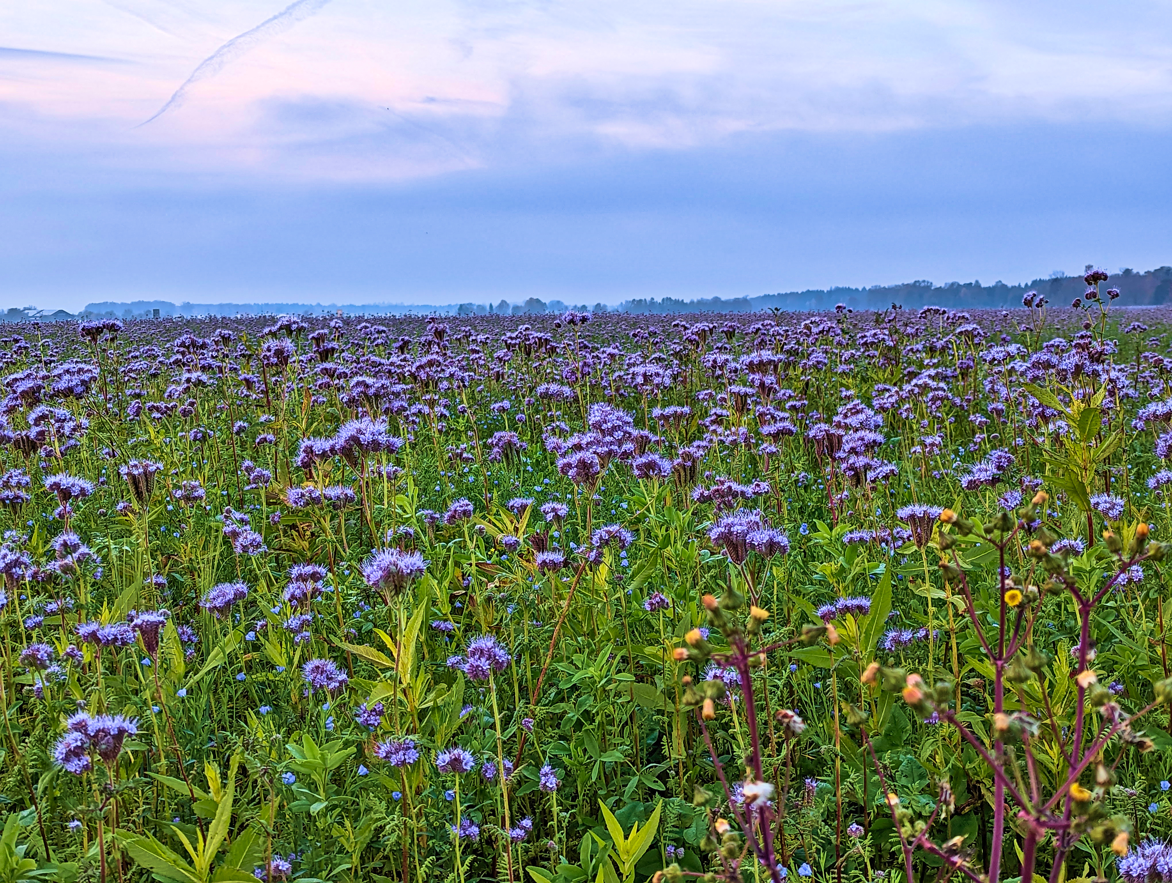 Nebel, Blumen, Feld