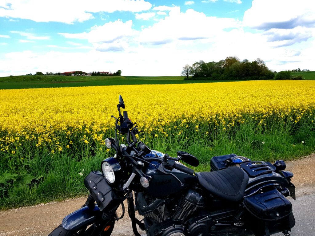 Diesmal kein Löwenzahn&hellip;