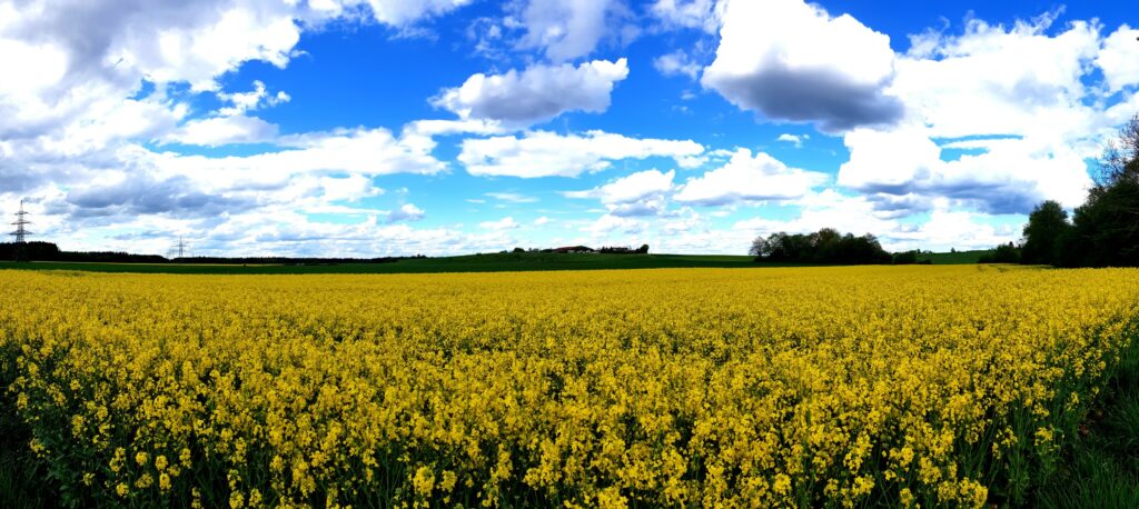 &hellip; sondern viel Raps.