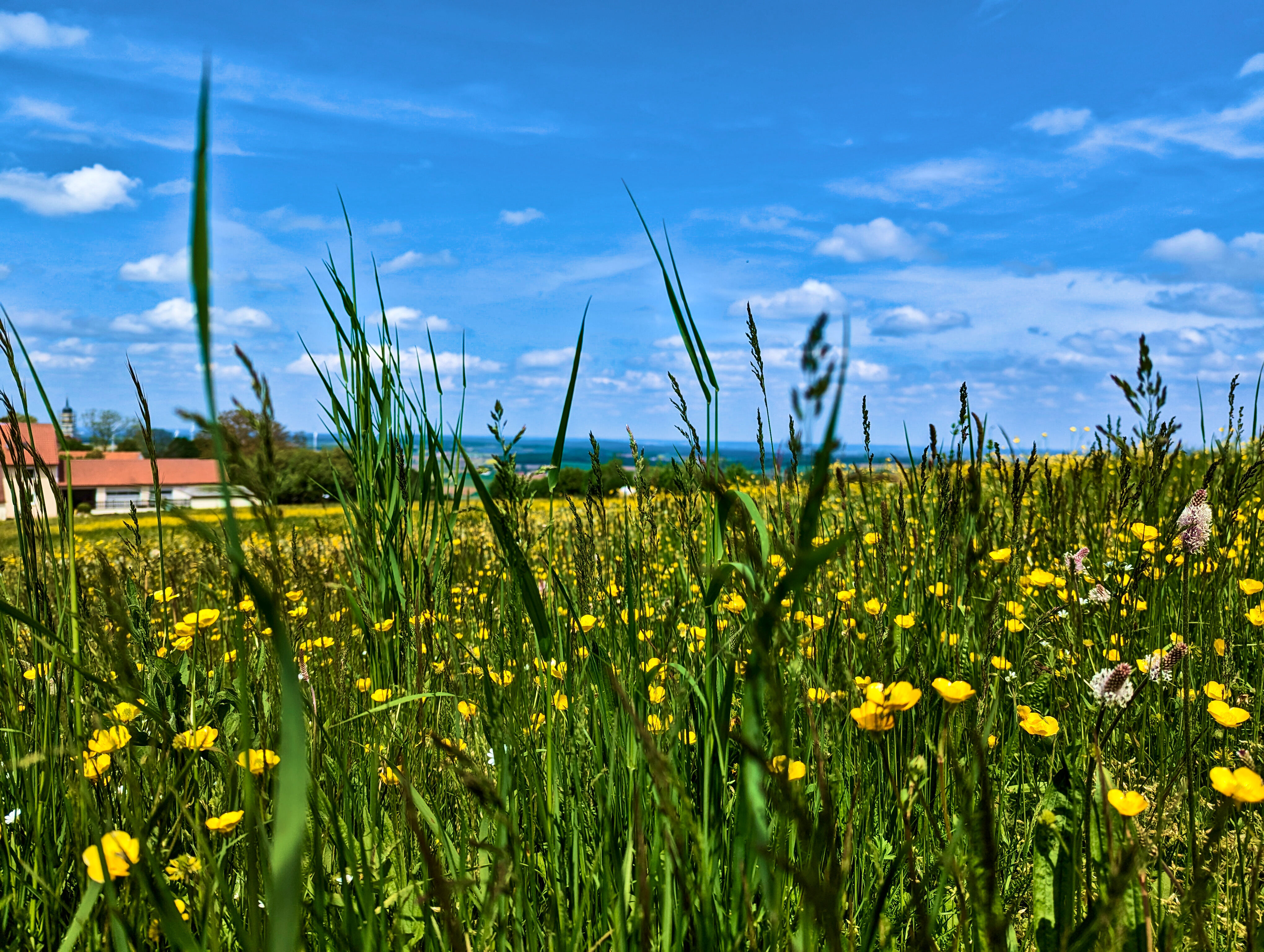 Gelbe Blumen etwas näher