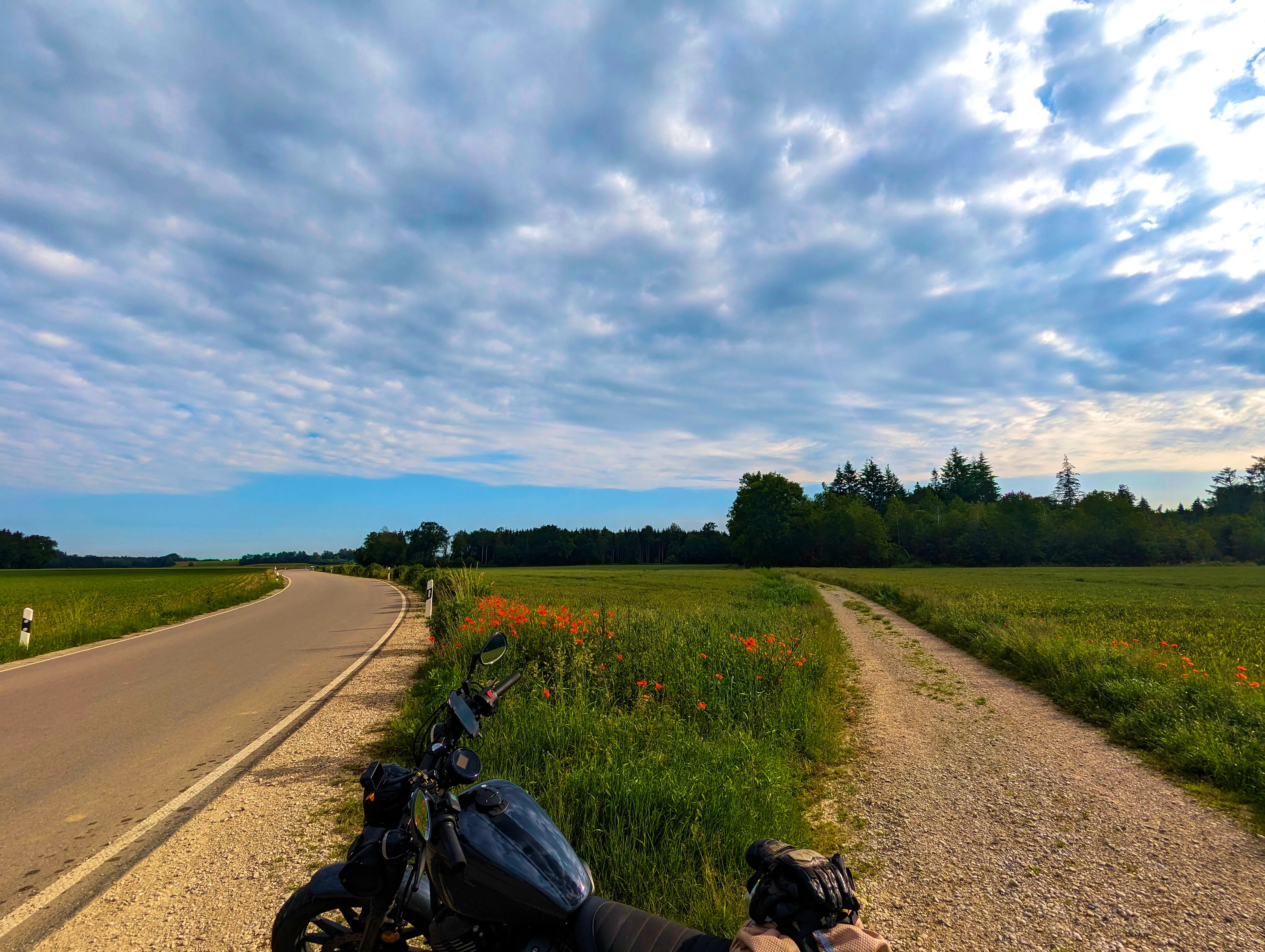 Mohn am Straßenrand