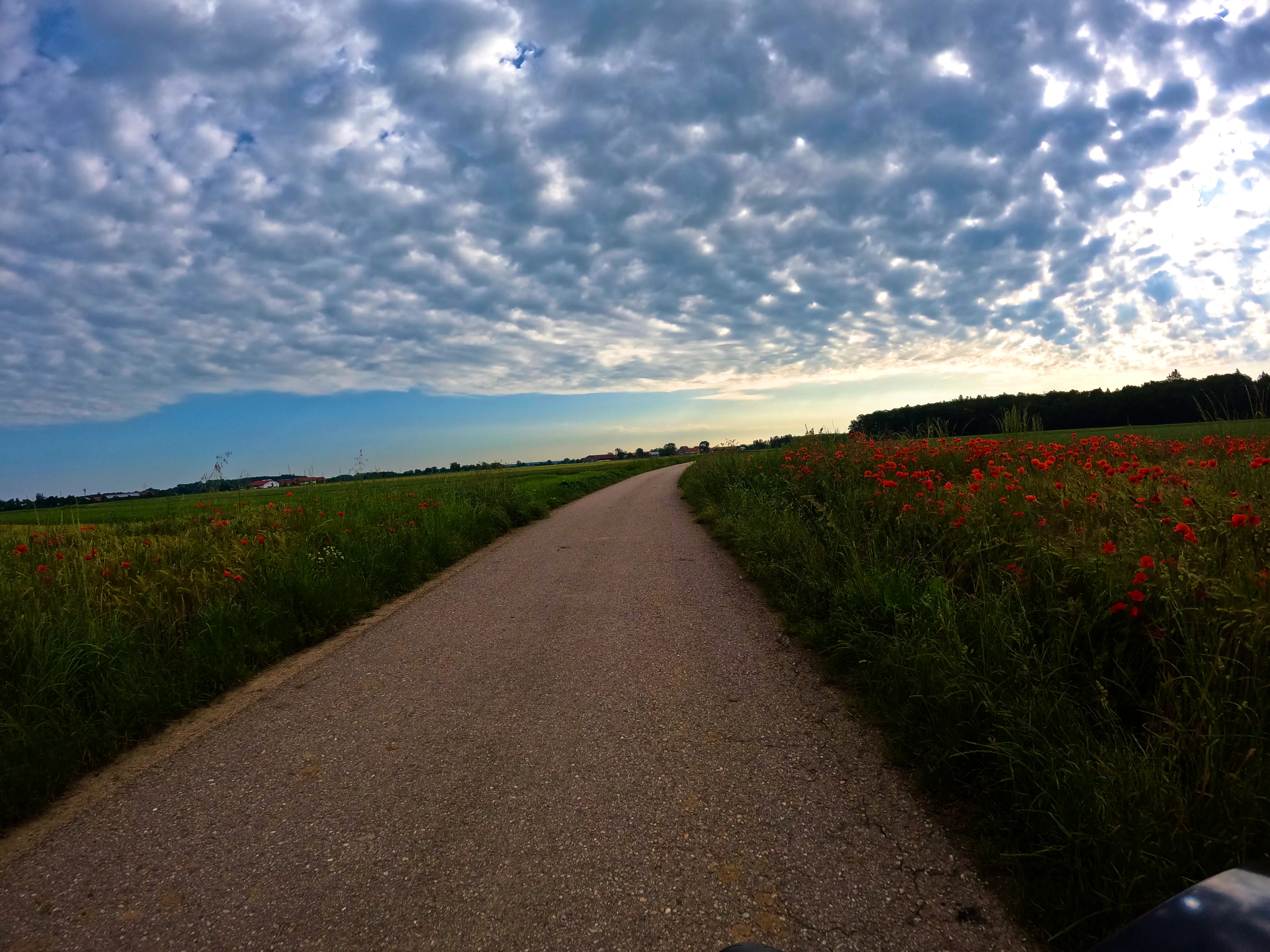 &hellip; Mohn &hellip;