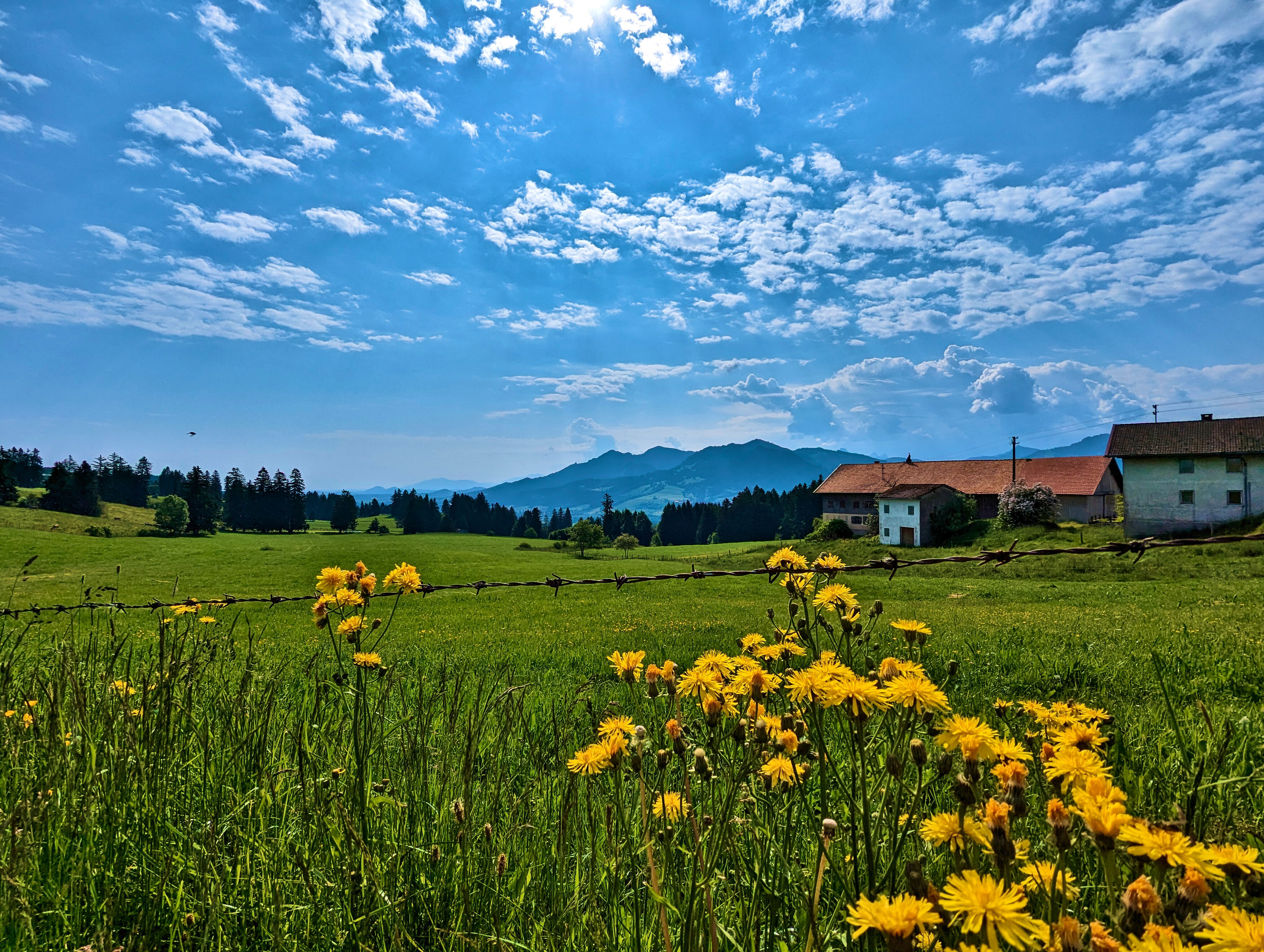 Blümchen, Stacheldraht, Berge