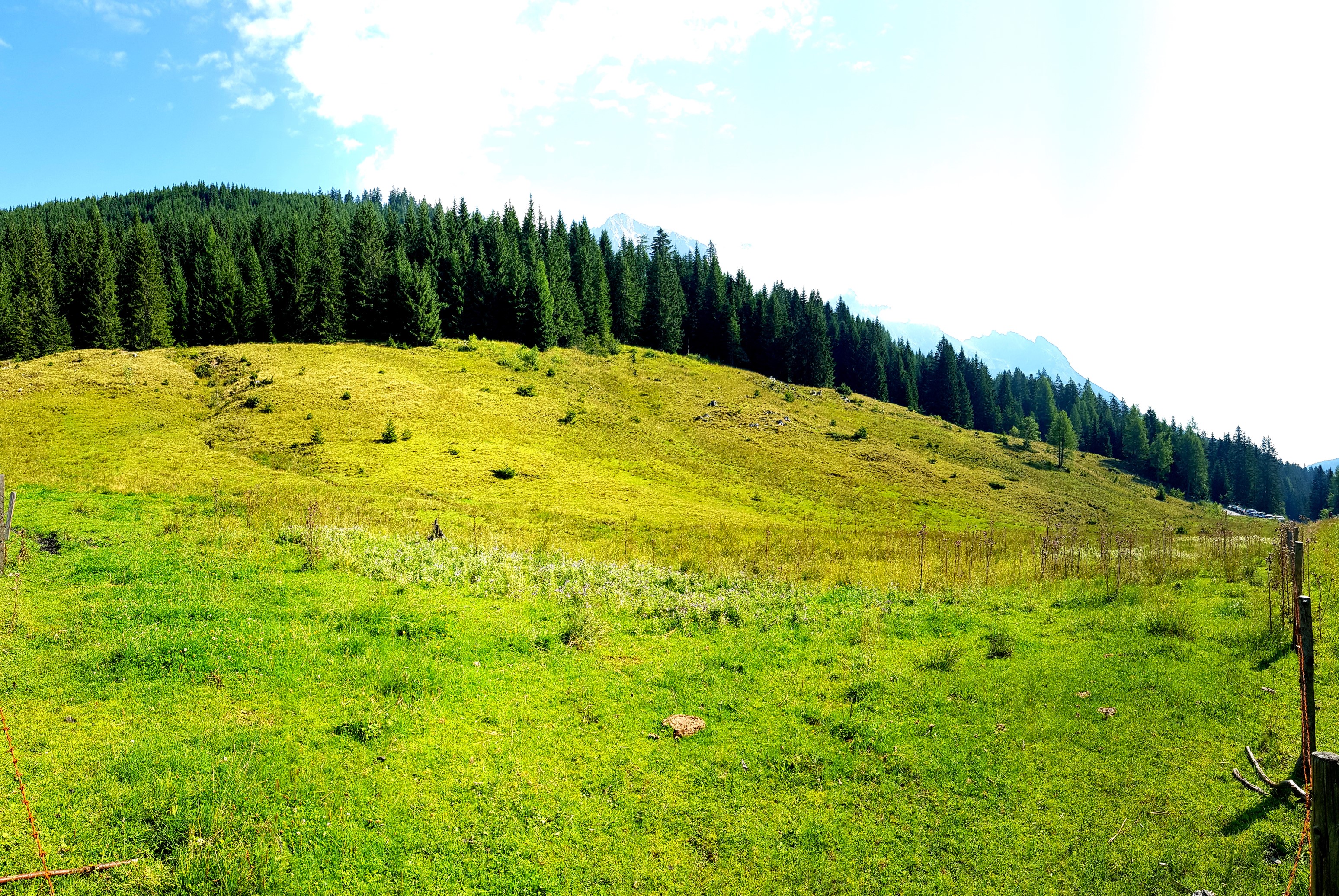 Viel Grün am Filzensattel