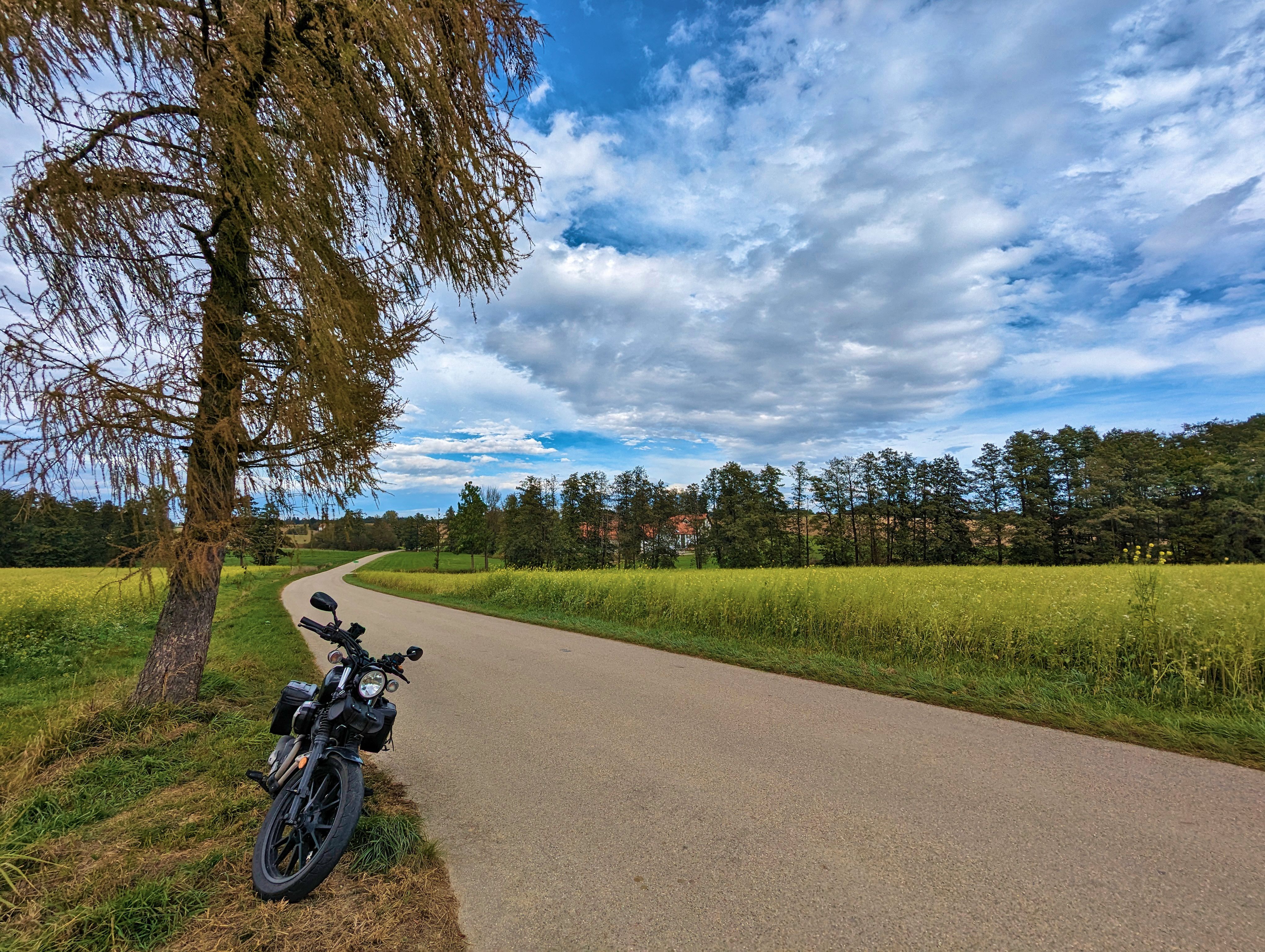 Dieser Baum &hellip;