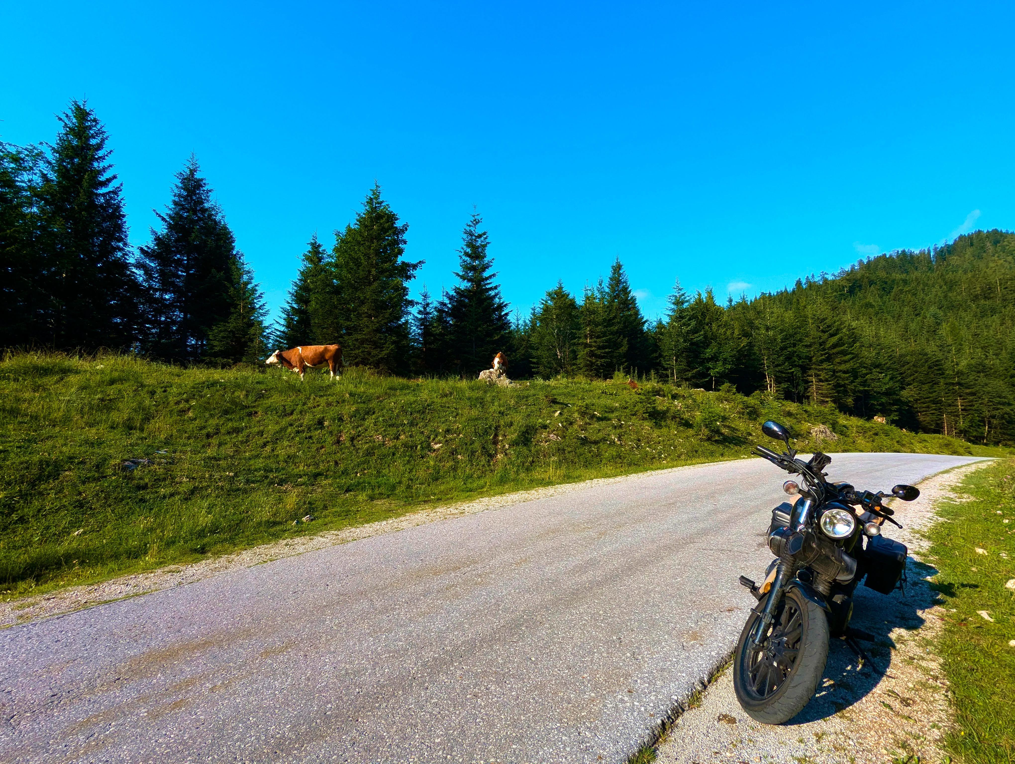 Ausblick mit Kühen am Passknacker-Punkt