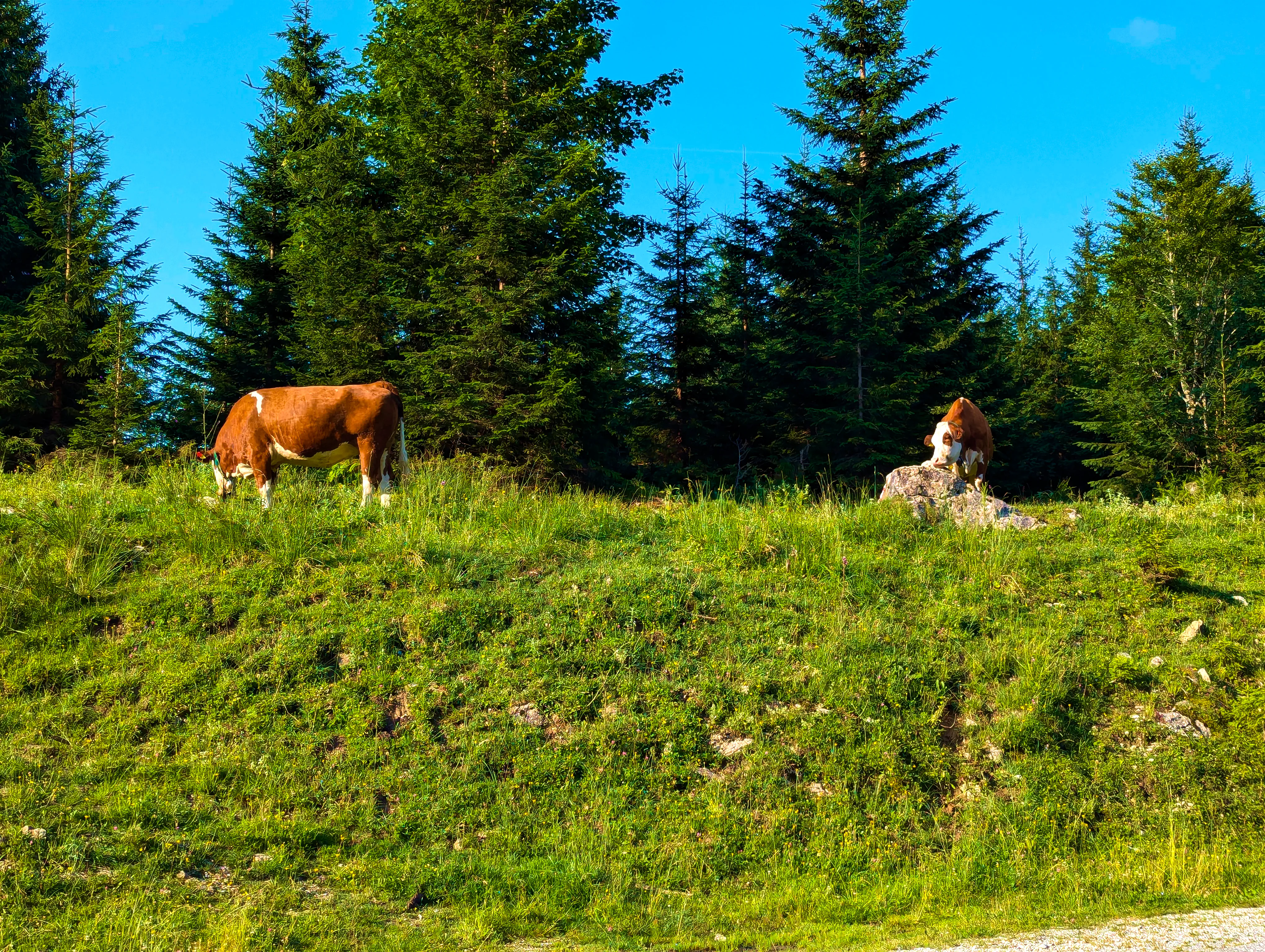 Ausblick mit Kühen am Passknacker-Punkt