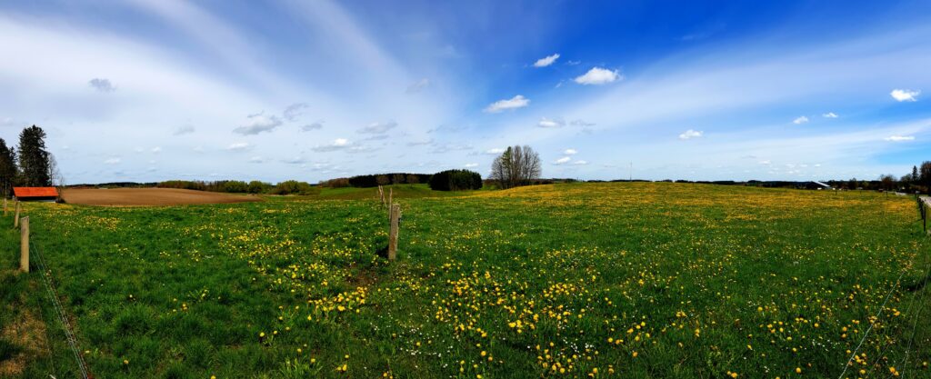 Dim. Dim. Dididim. Löwenzahn.