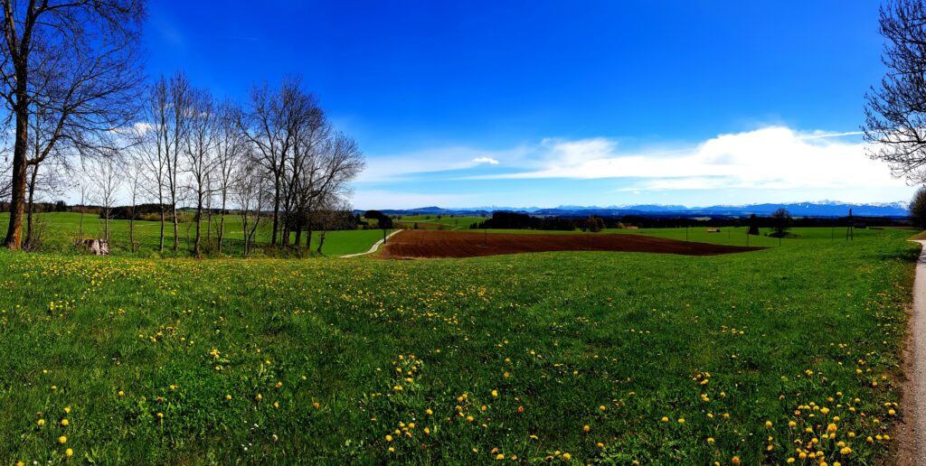 Löwenzahn und Weitblick, Bolt im Hintergrund.