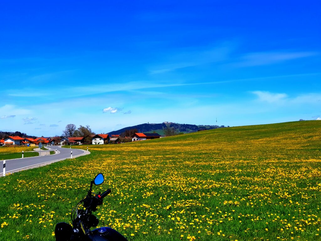 Löwenzahn, Löwenzahn und Löwenzahn. Im Hintergrund: der Hohe Peißenberg