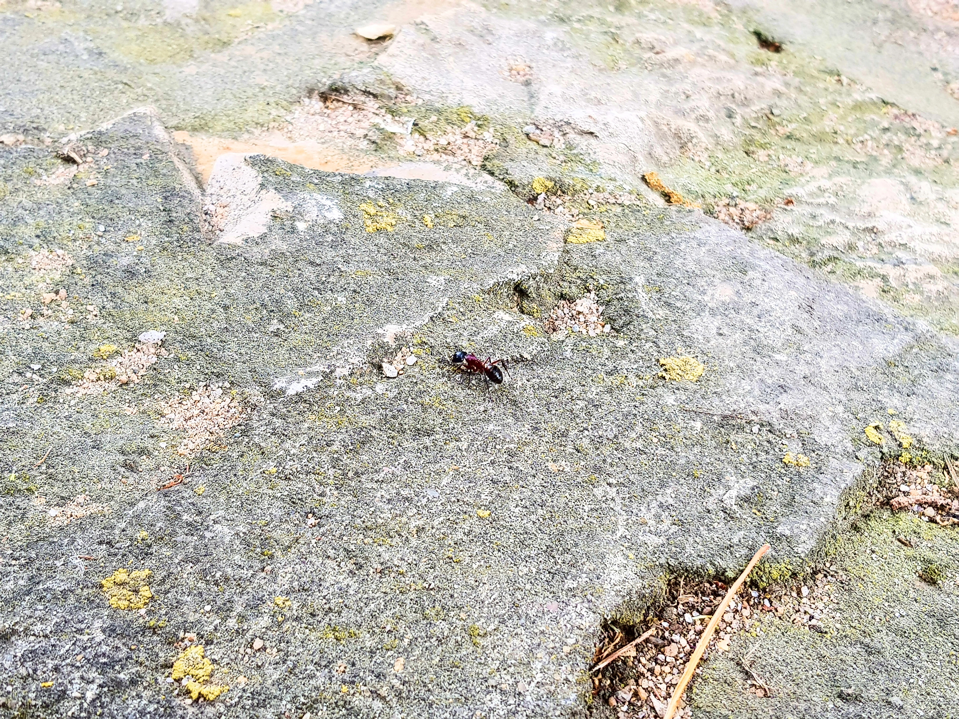 Die eigentlichen Bewohner des Schutzraumes unter der Brücke