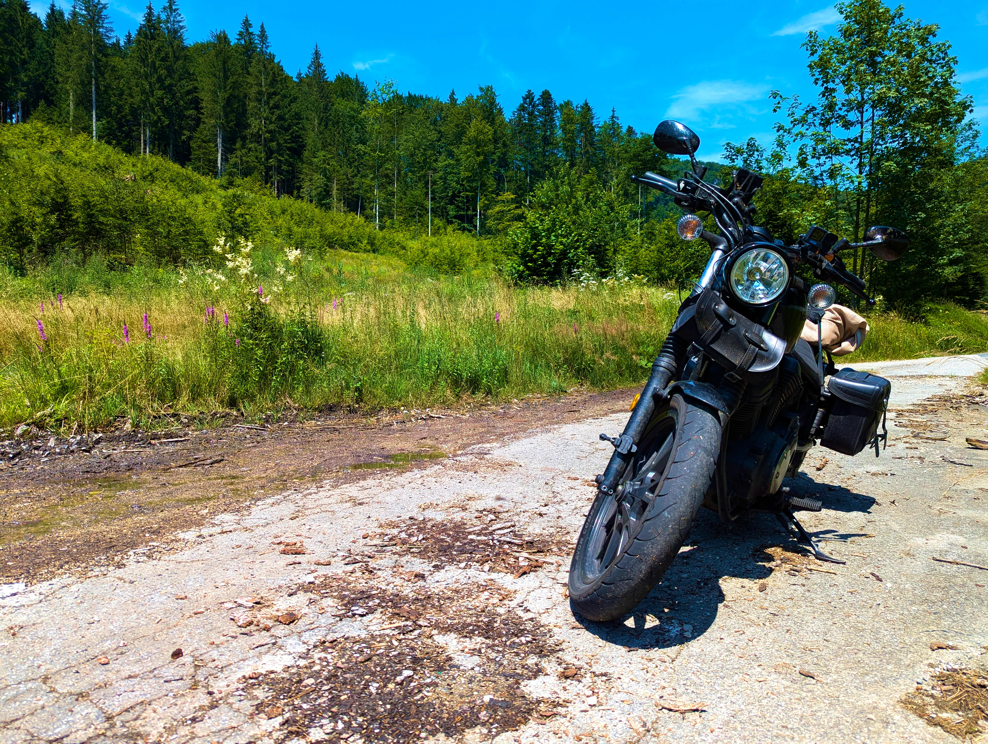 Wald- und Wiesenbolt