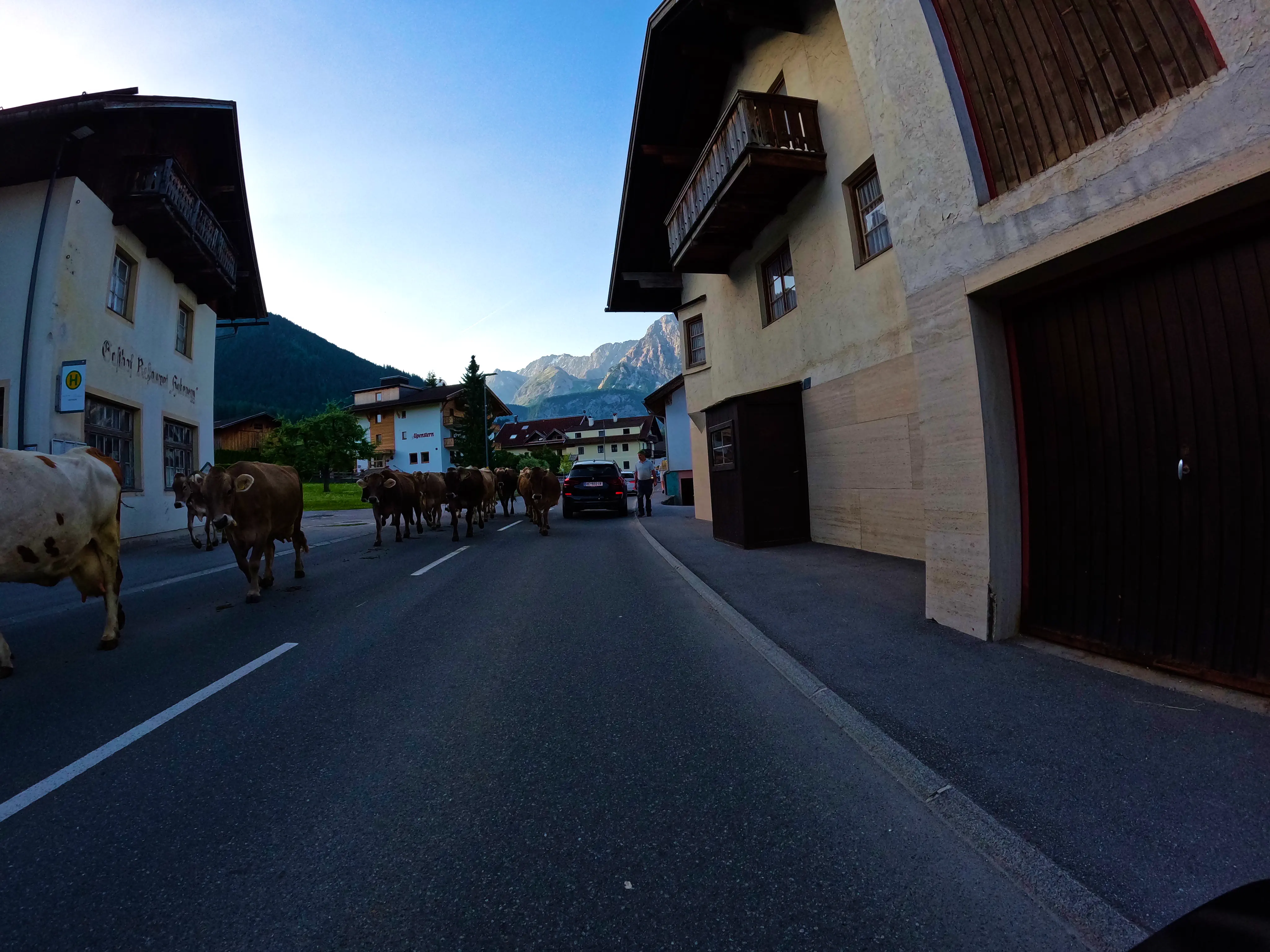 Leichte Verzögerungen durch Muhverkehr