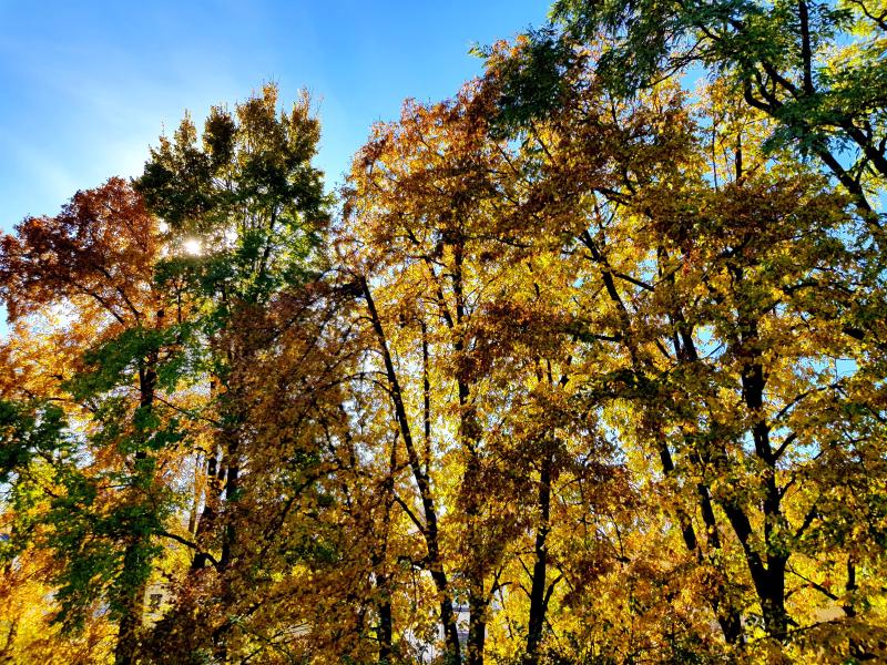 Featured image of post Noch mehr Herbst