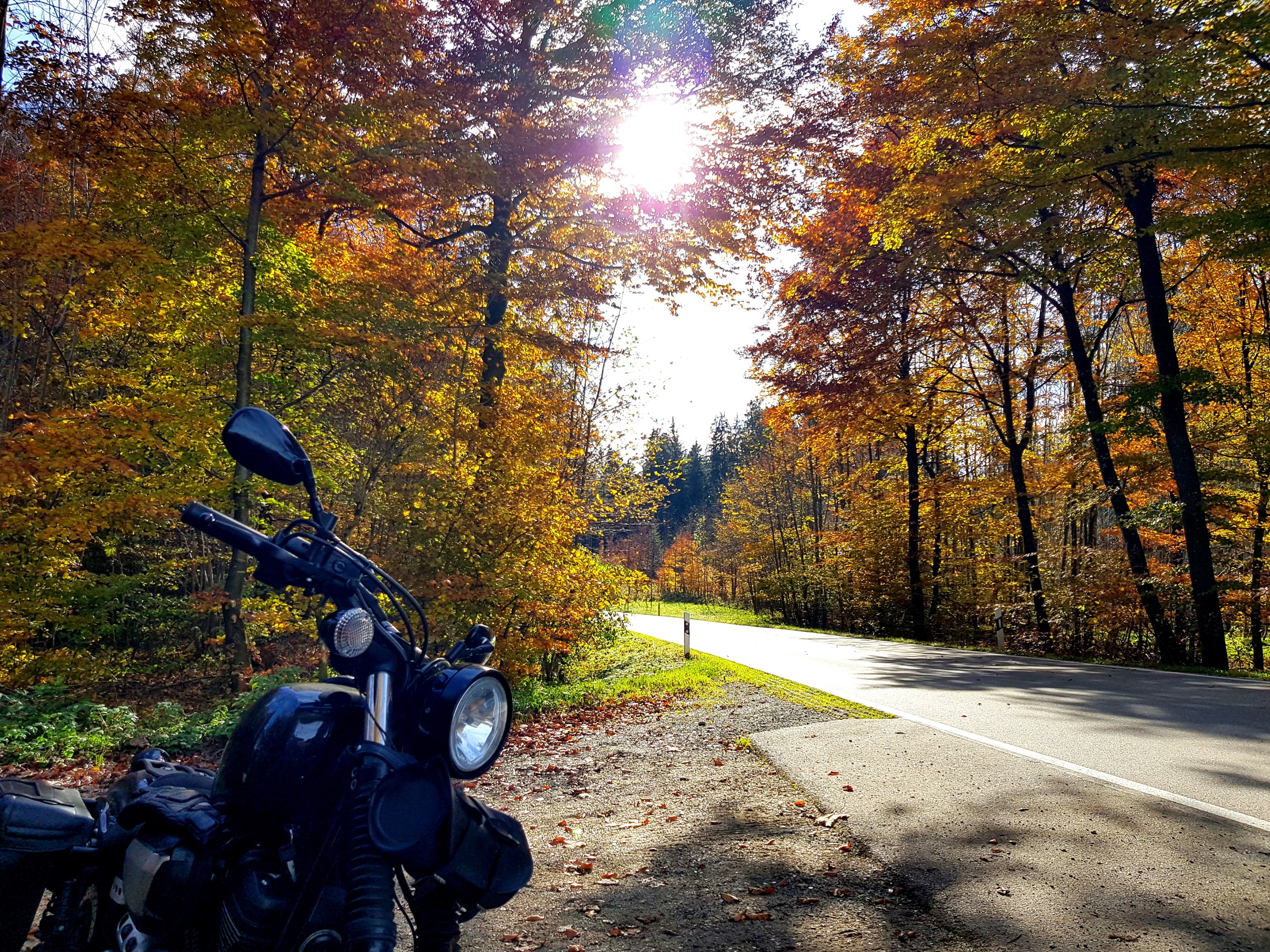 Sonne, Herbstwald und Bolt