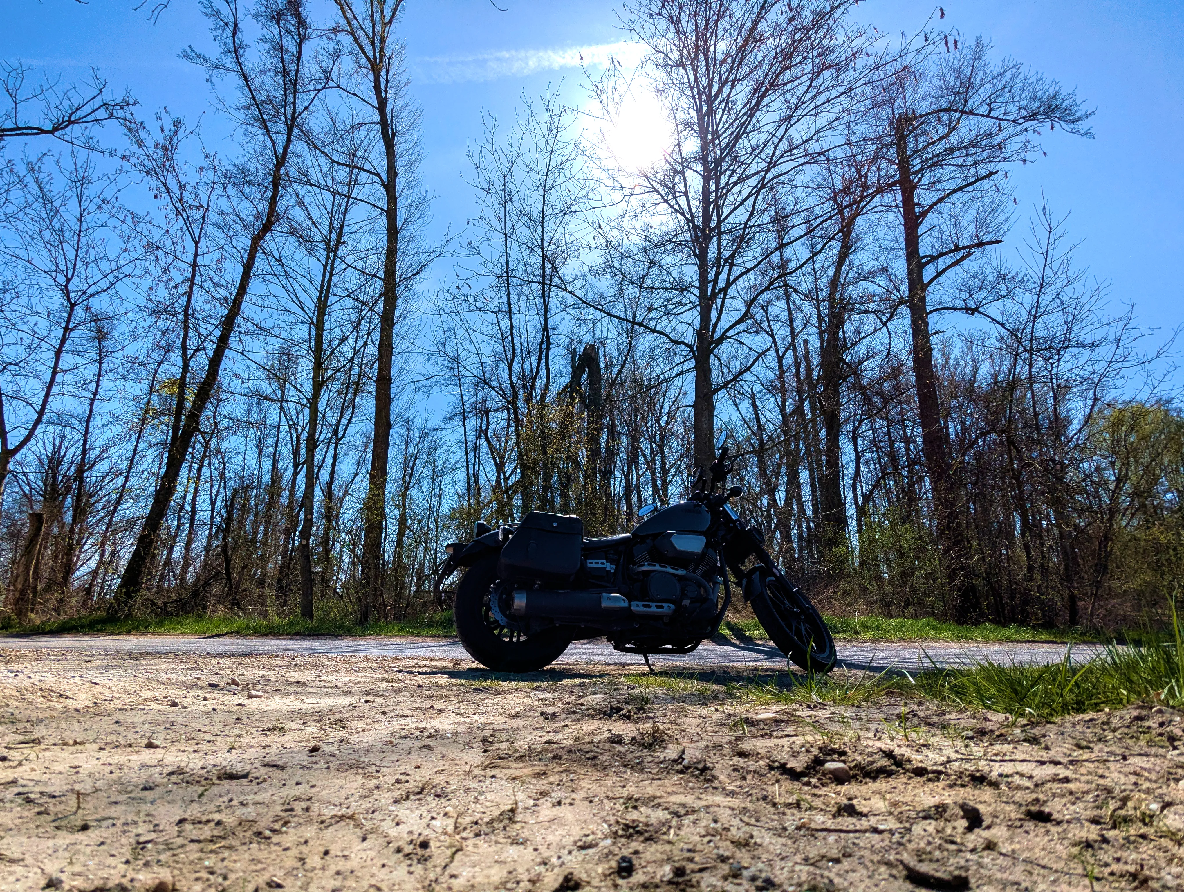 Bolt vor kahlem Wald