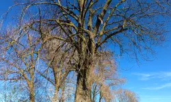 Featured image of post Rastbankerl 2025