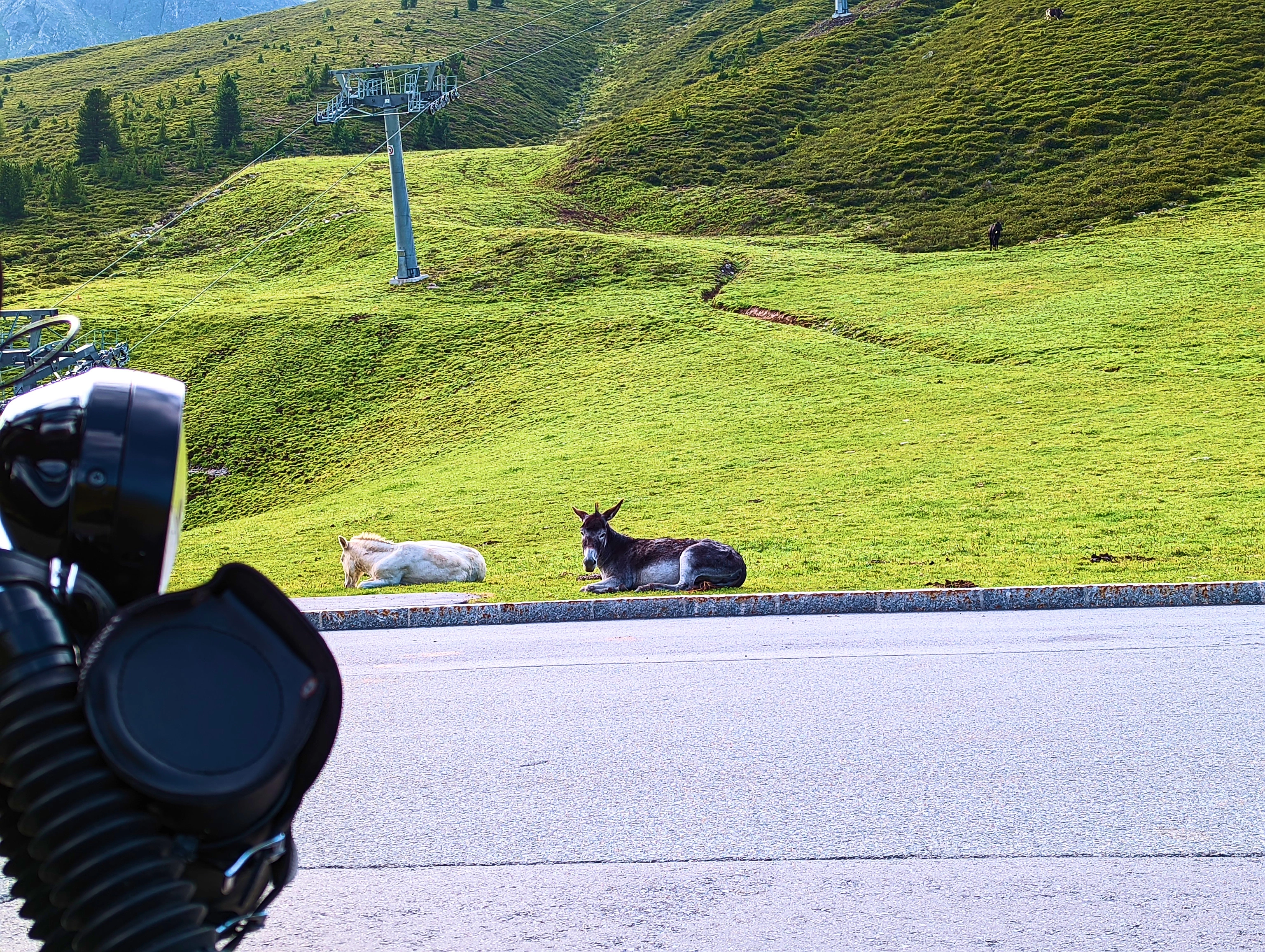 Esel am Straßenrand