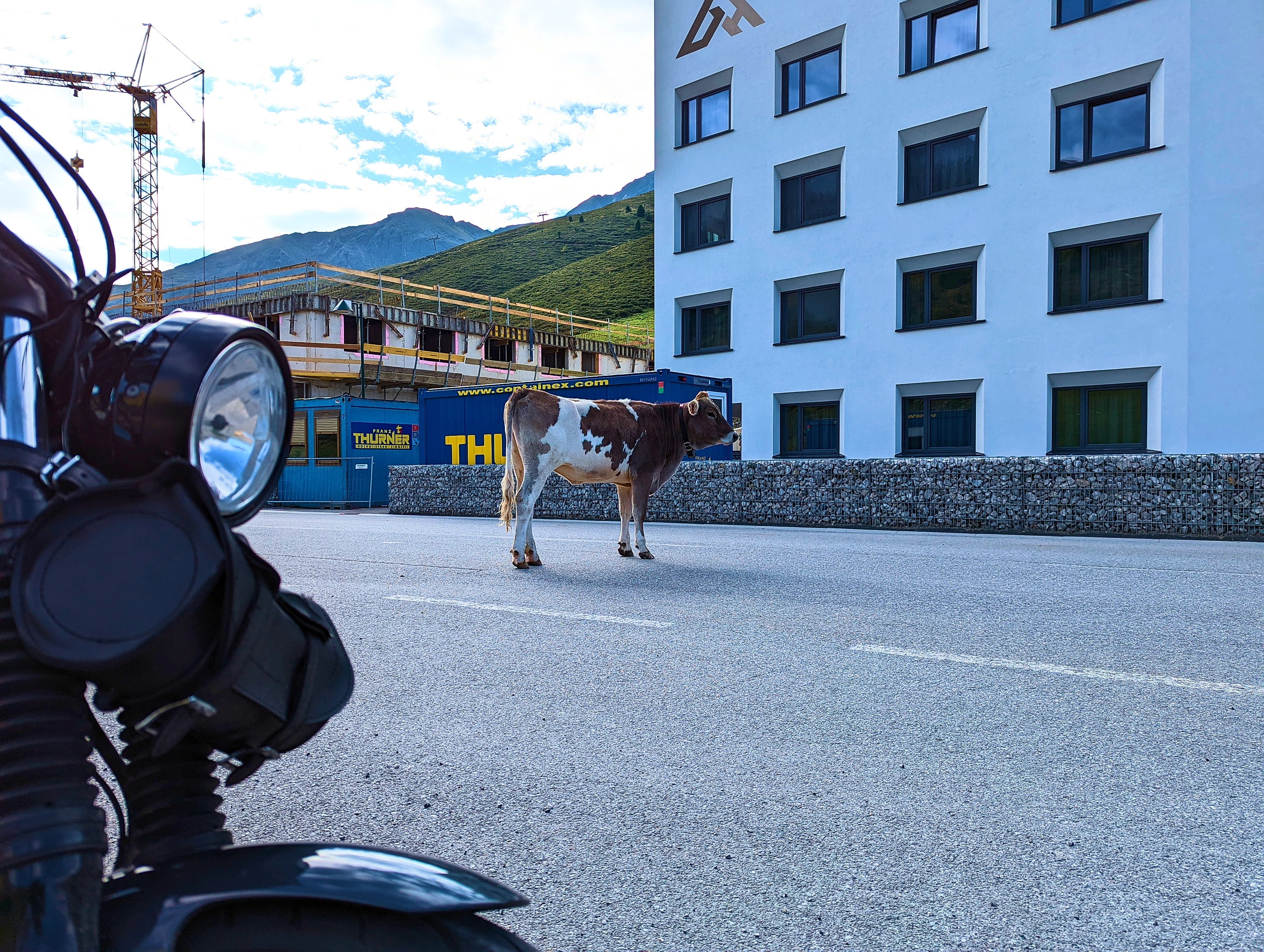 Kuh mittig auf Straße