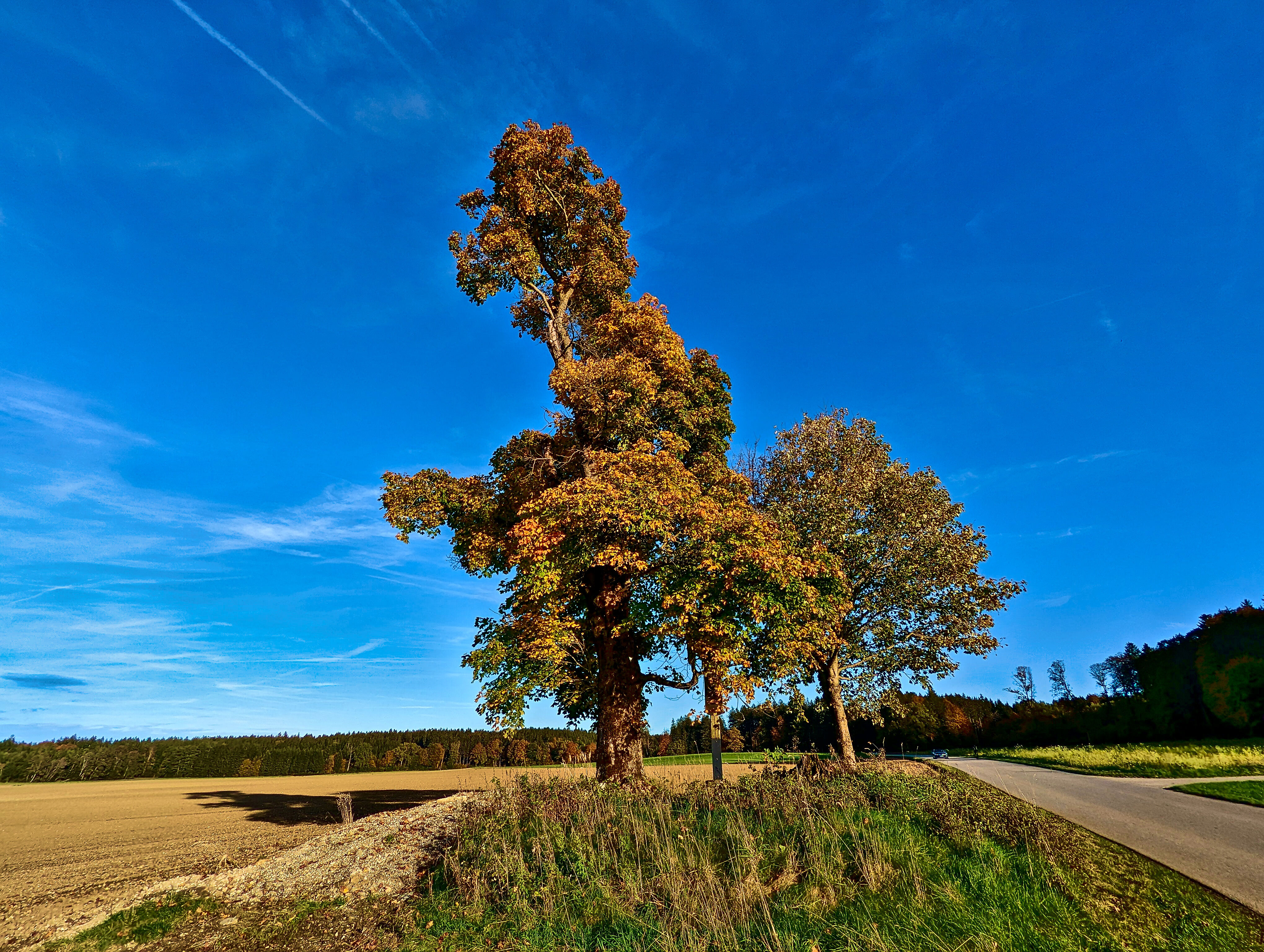 &hellip; die Bäume zu färben