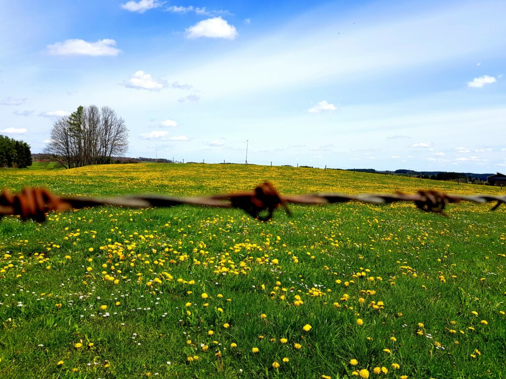 Rostiger Stacheldraht (unscharf), Löwenzahn im Fokus