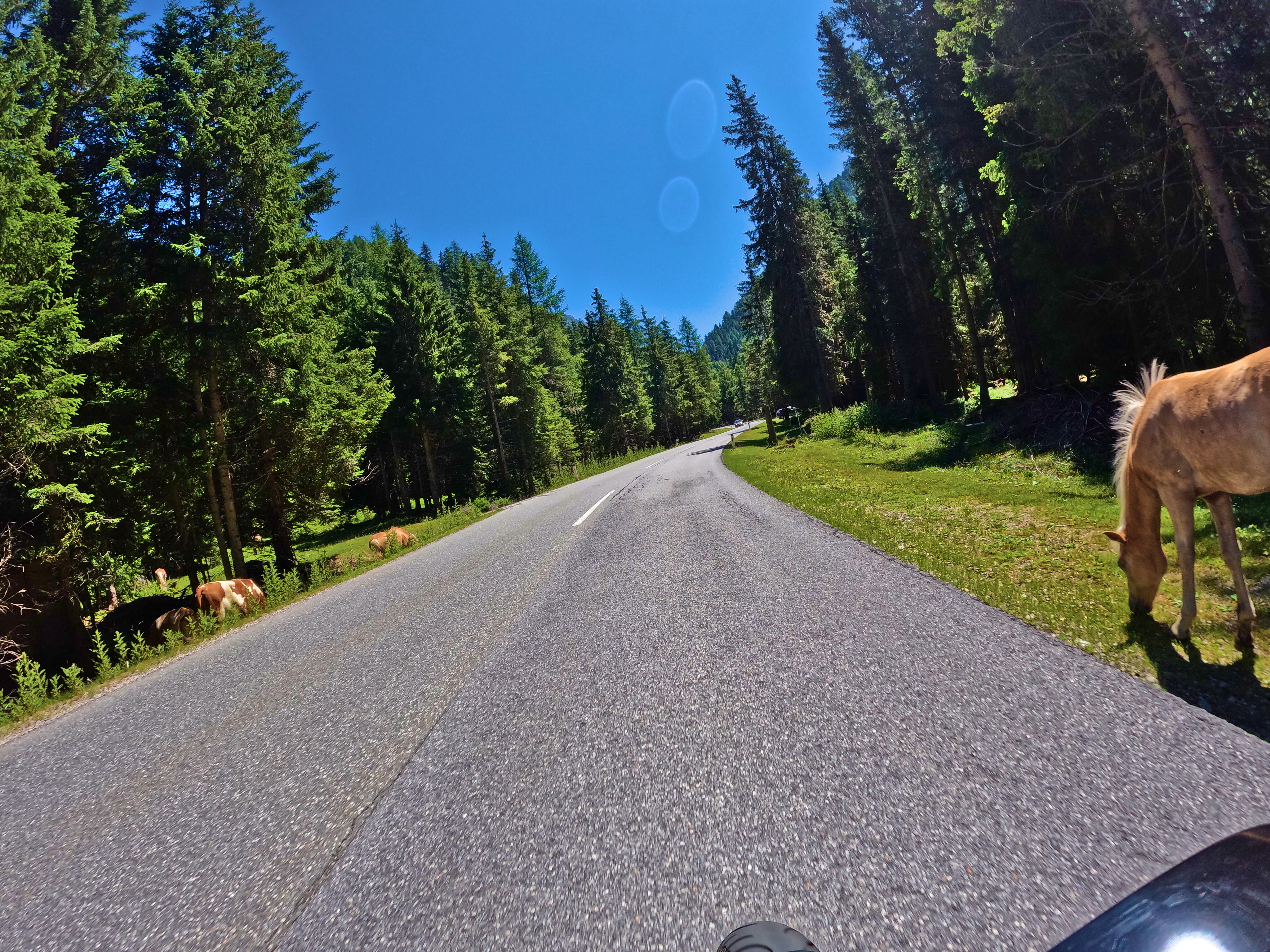 Pferde und Kühe am Straßenrand