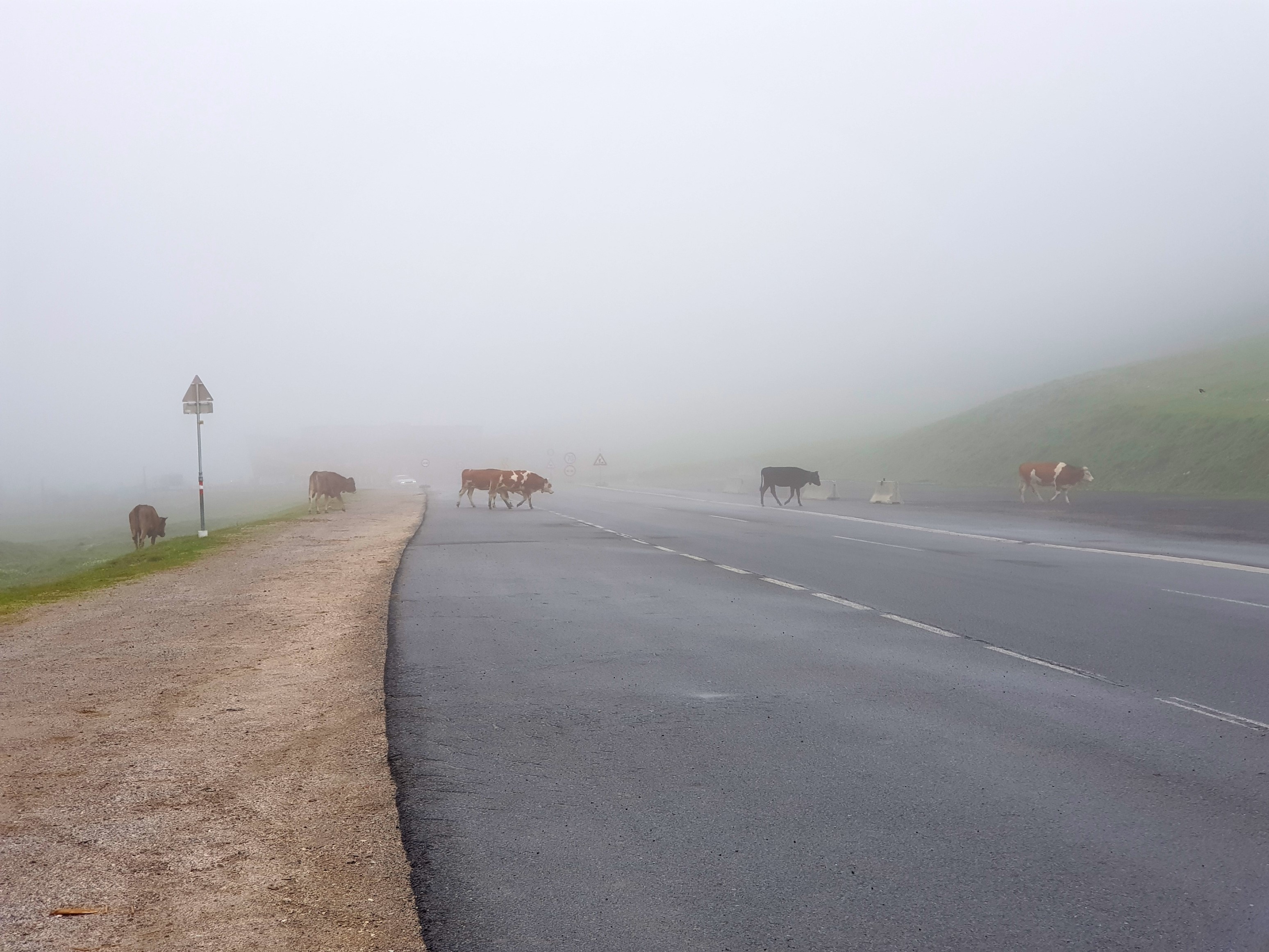 Erst beobachteten sie mich aus nächster Nähe, dann wurde das wohl zu langweilig und sie zogen weiter ihres Weges&hellip;