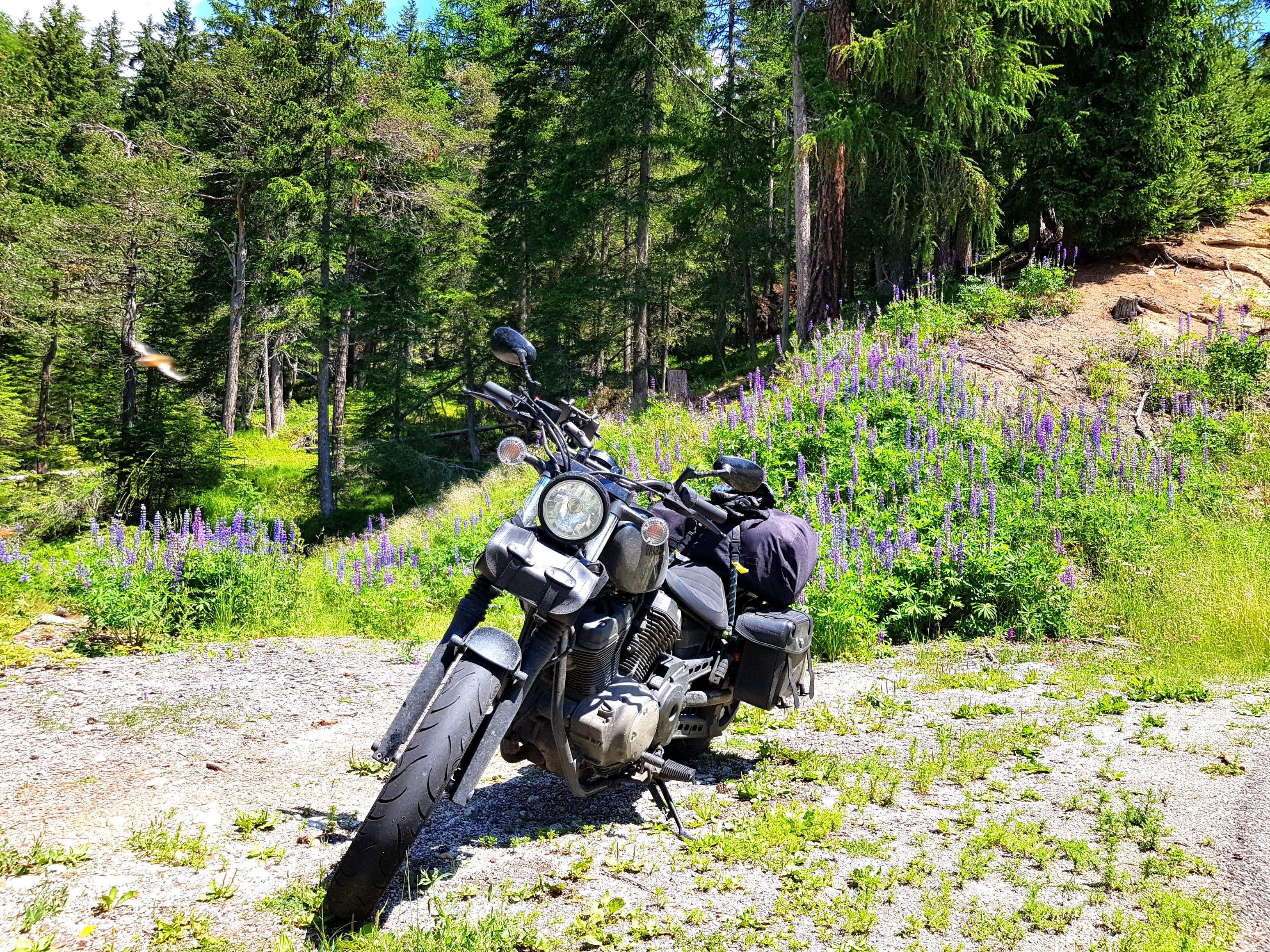 Die inzwischen sehr dreckige Bolt im Wald