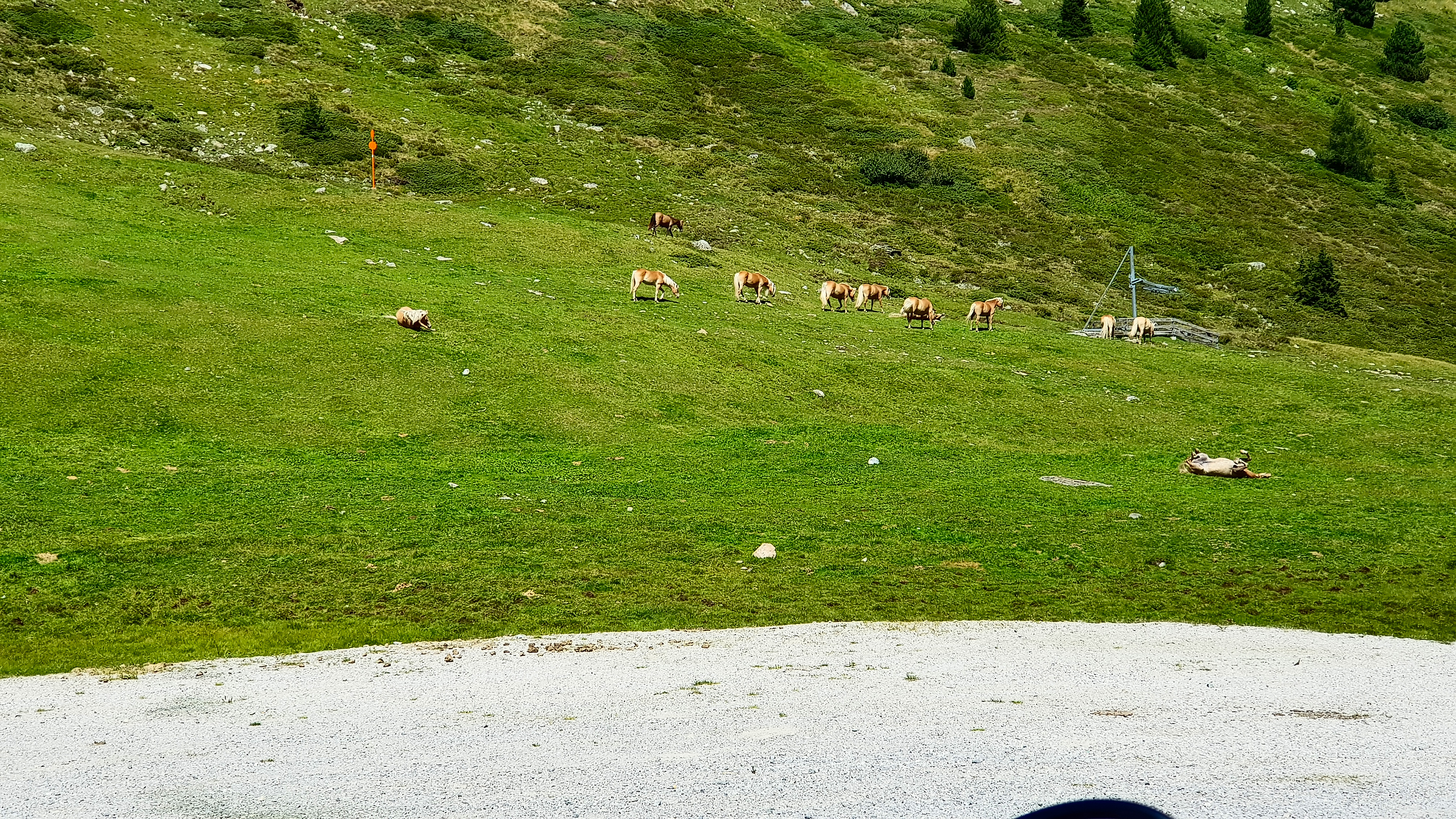 Pferde auf der Wiese und &hellip;