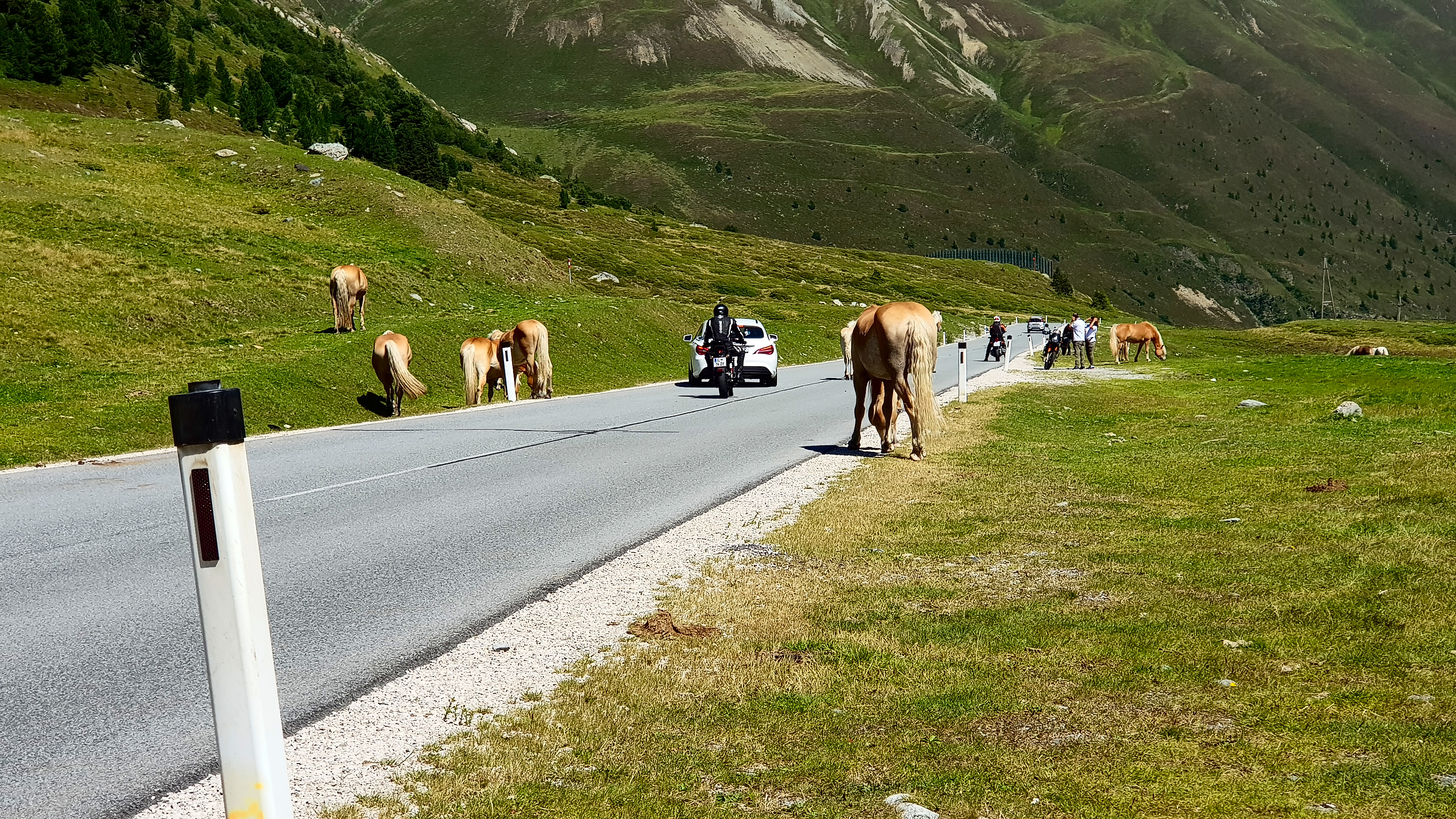 &hellip; Pferde, &hellip;