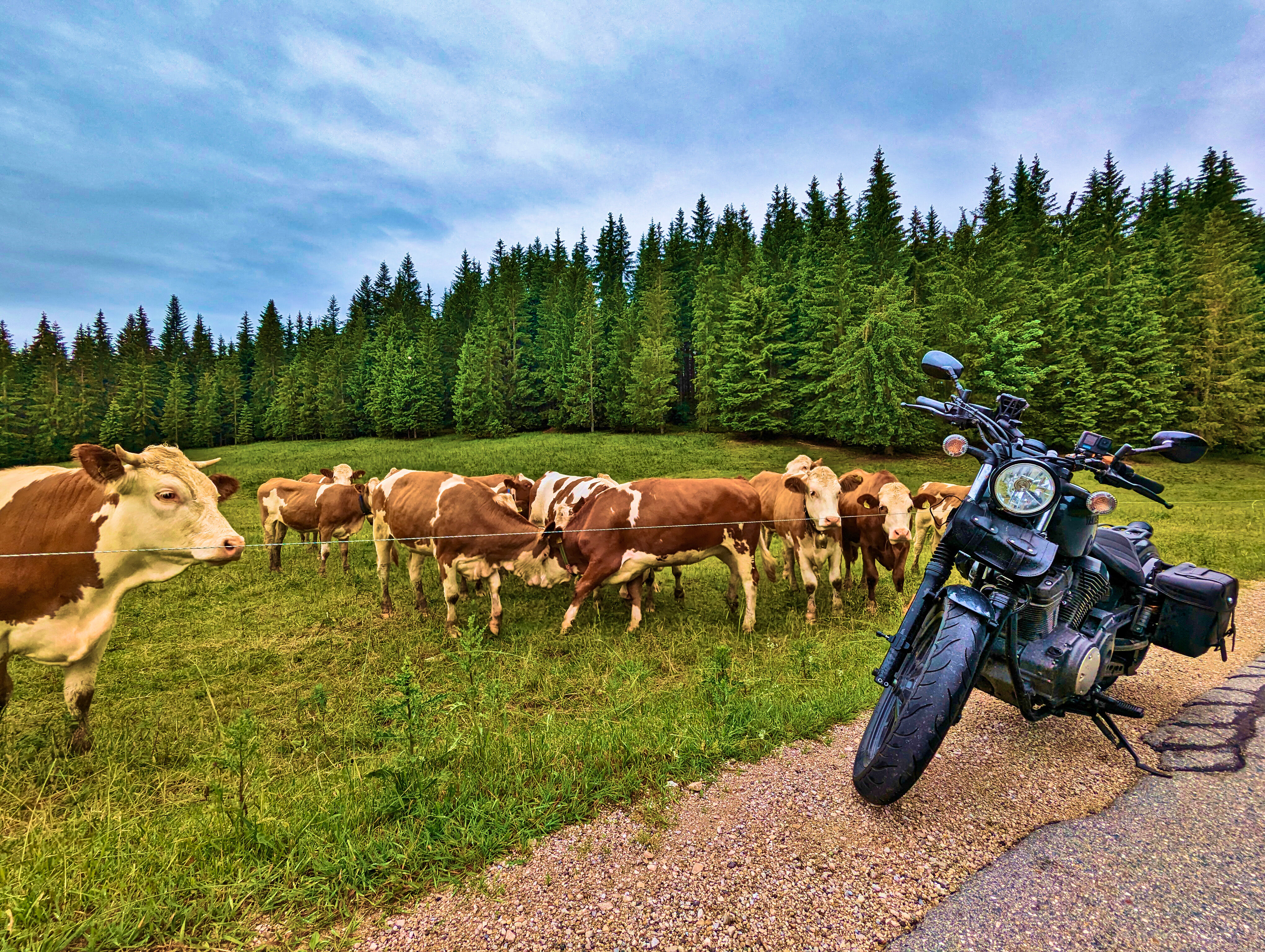 Aufregung bei den Kühen!