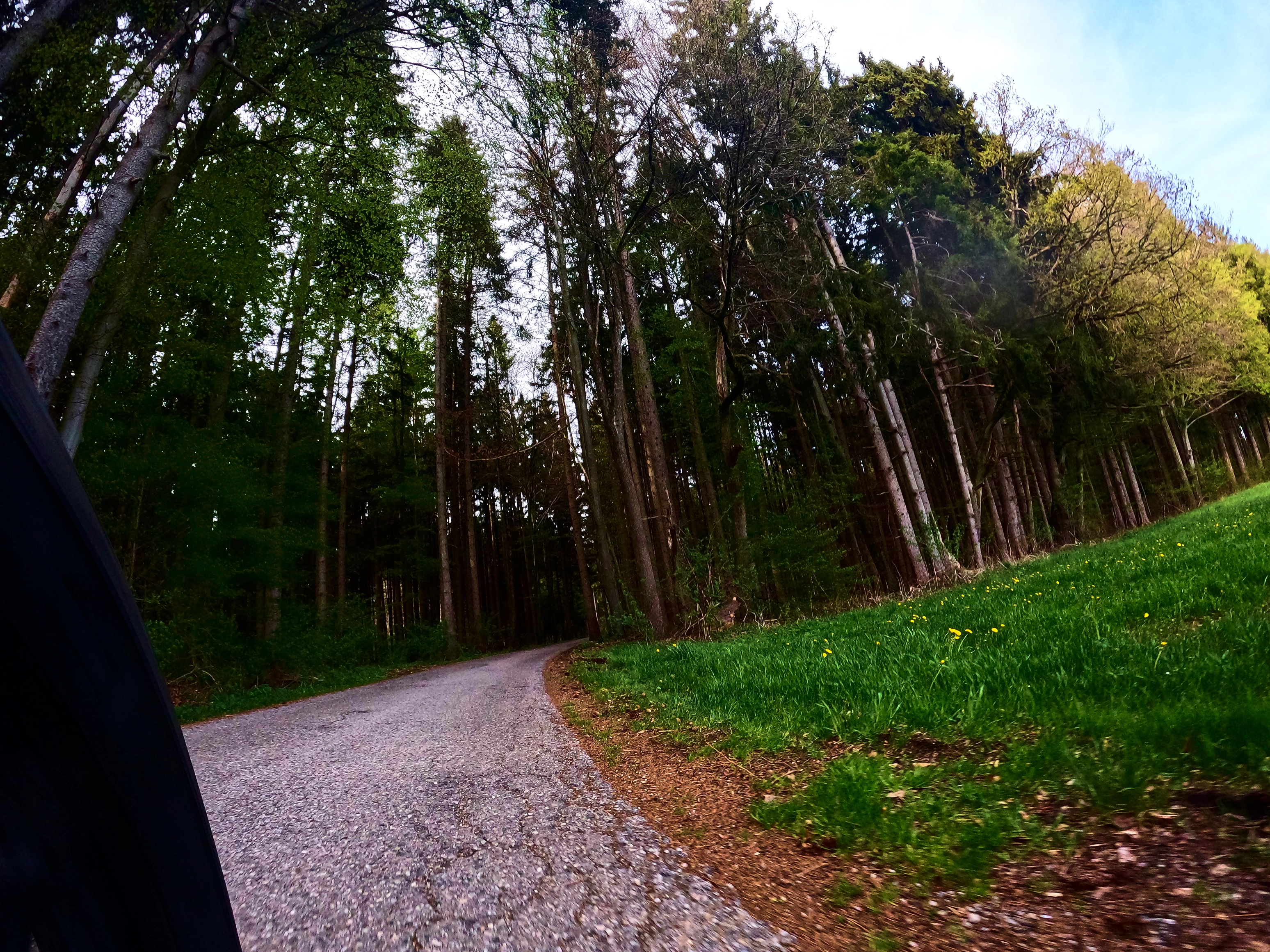 Schmaler Weg in den Wald