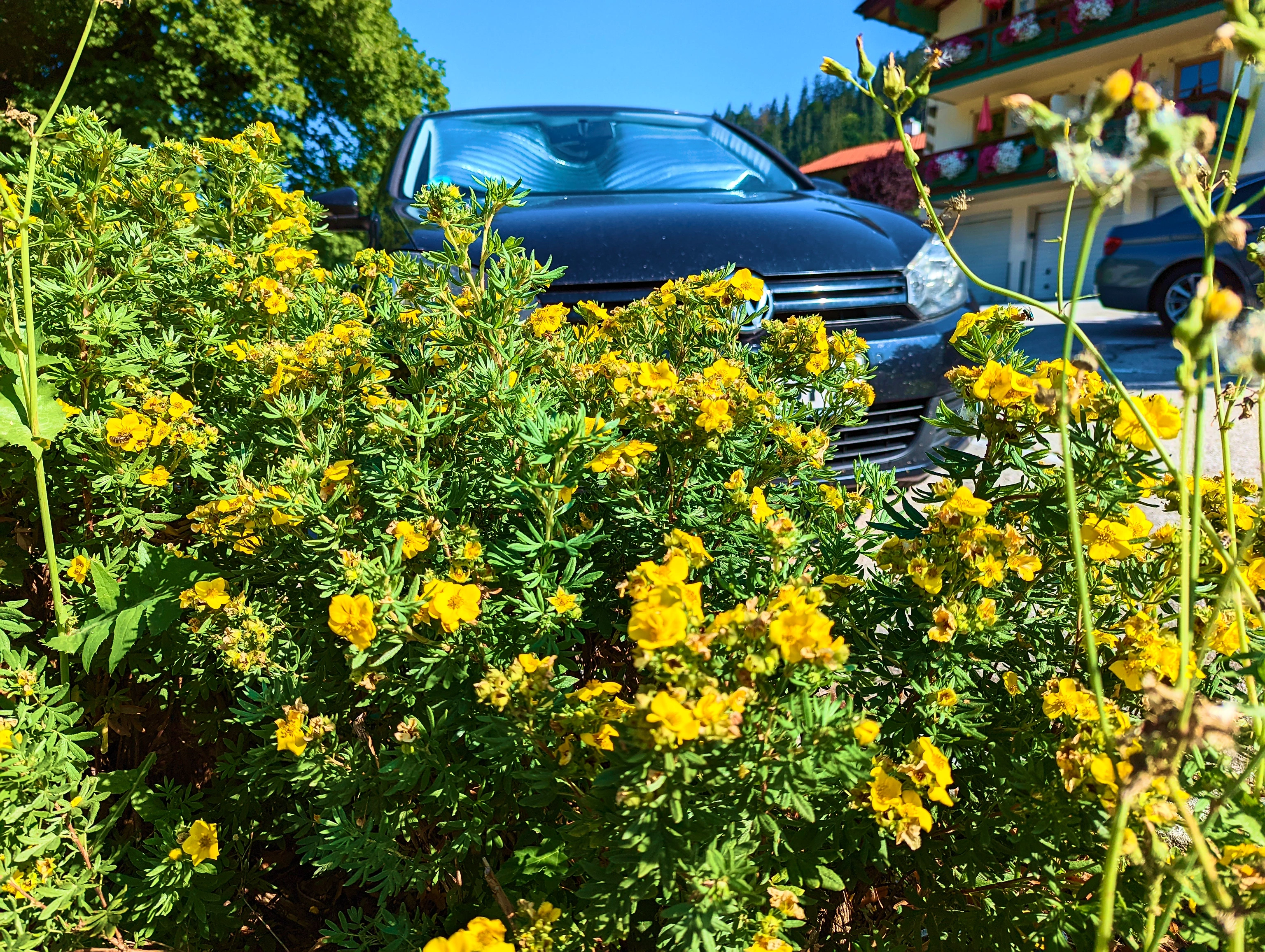Bienchen und Blümchen