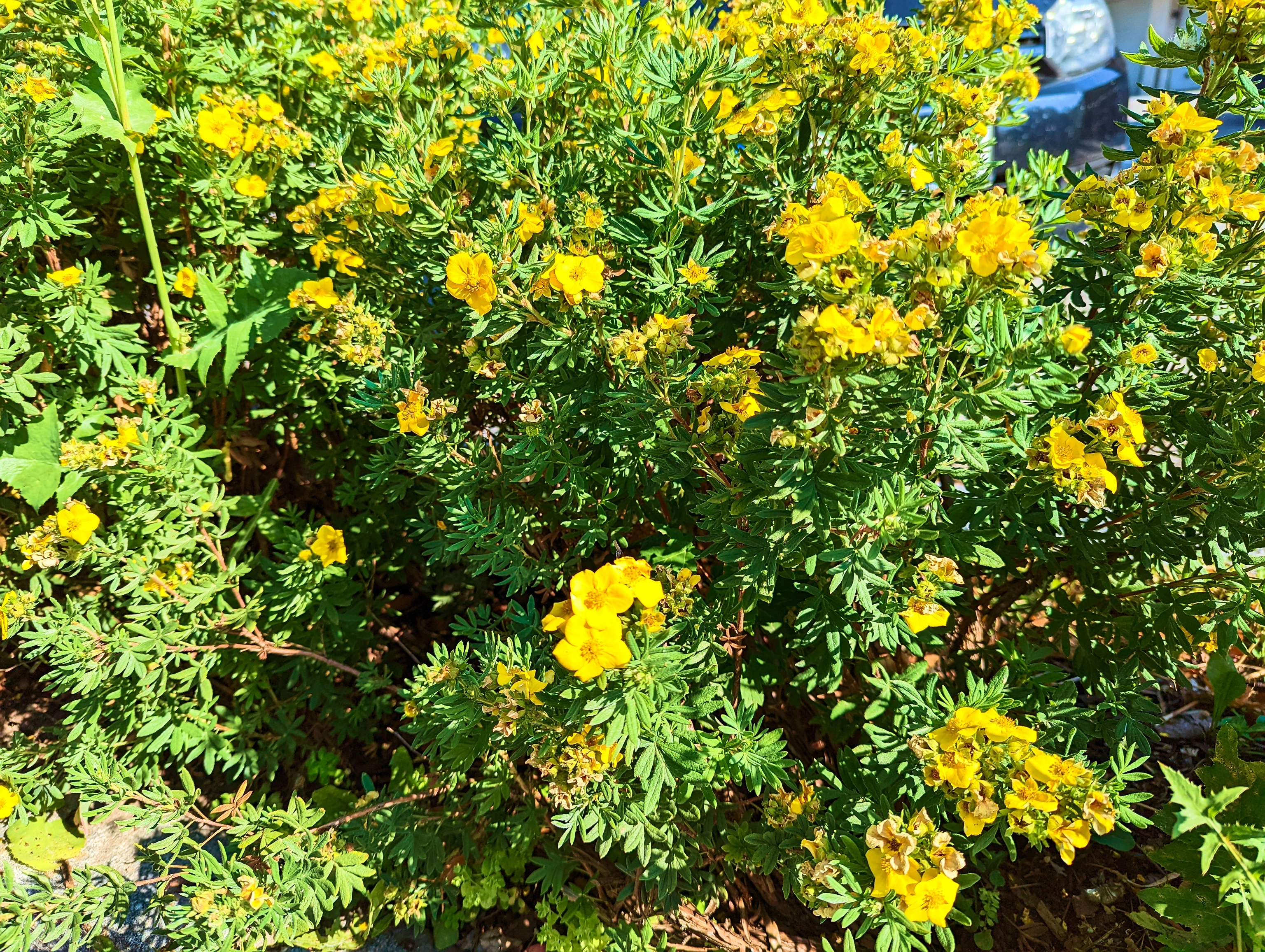 Bienchen und Blümchen